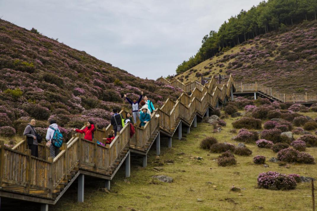 昆明禄劝马鹿塘乡的杜鹃花开成“海”了(禄劝县委宣传部供图)
