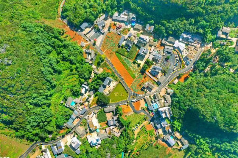 【云报全媒体走进曲靖】罗平县：“红引擎”赋能振兴路