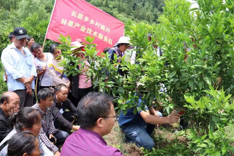 【云报全媒体走进曲靖】罗平县：“红引擎”赋能振兴路