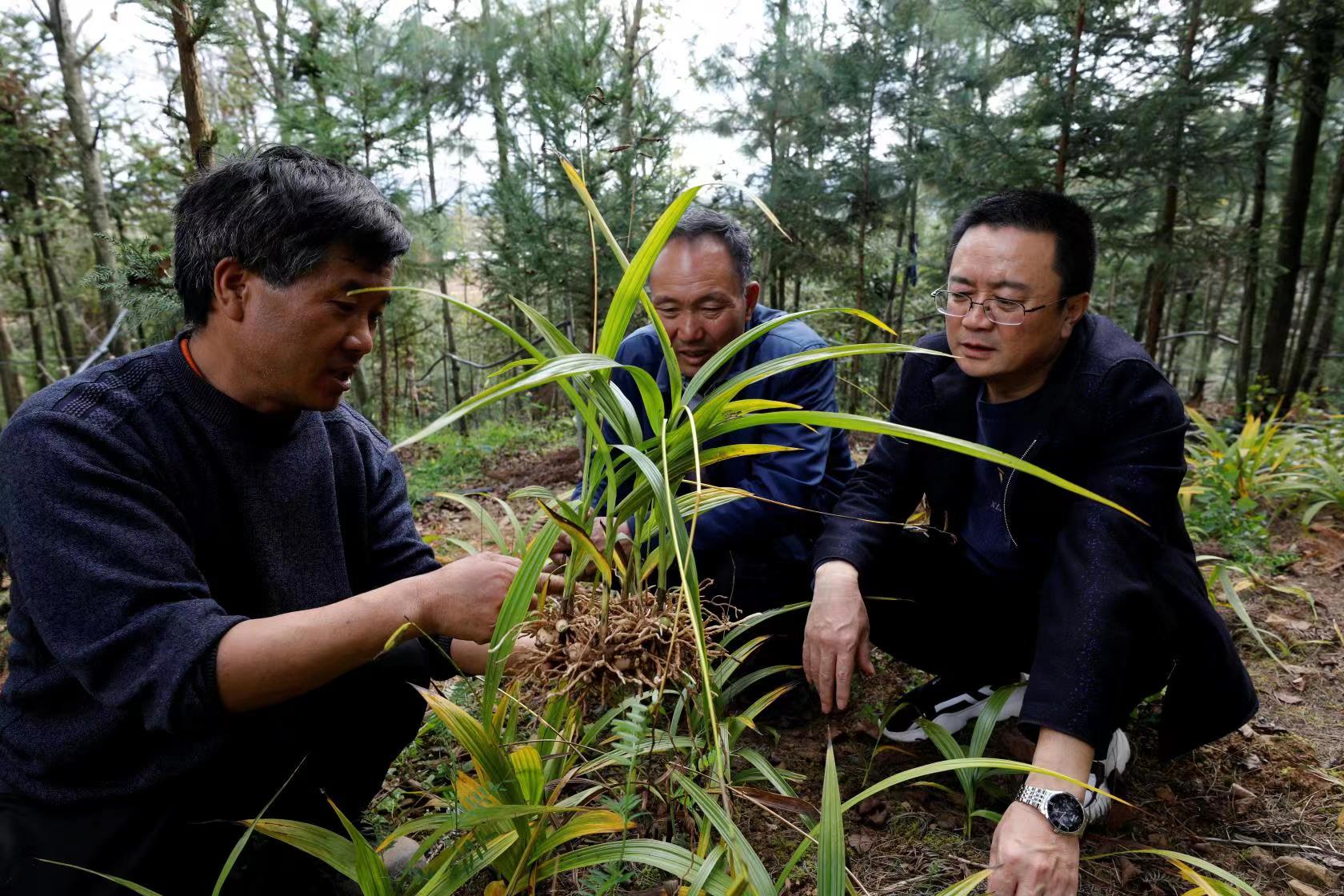 【云报全媒体走进曲靖】罗平县：“红引擎”赋能振兴路