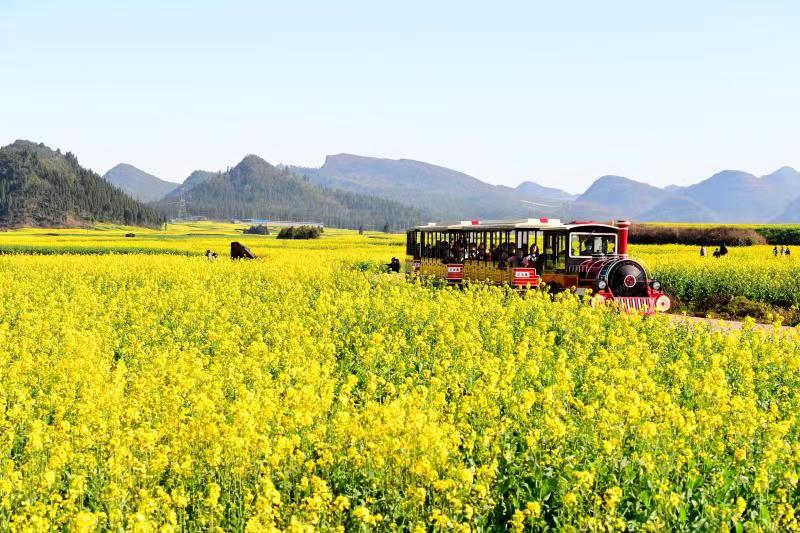 看花观山望水忆乡愁 罗平县全域旅游“多点开花”