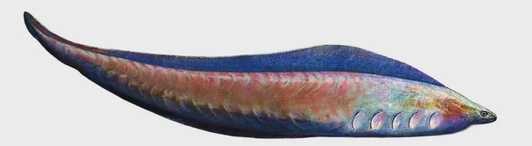 （△“天下第一鱼”昆明鱼 图片来源 澄江化石地世界自然遗产）.jpg