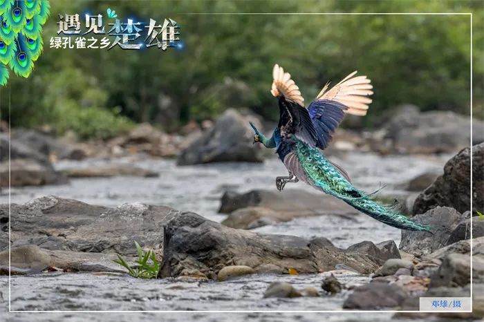 文产云南｜楚雄（）