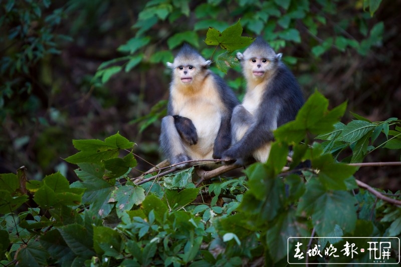 云南为滇金丝猴实施6100亩廊道修复造林 供图