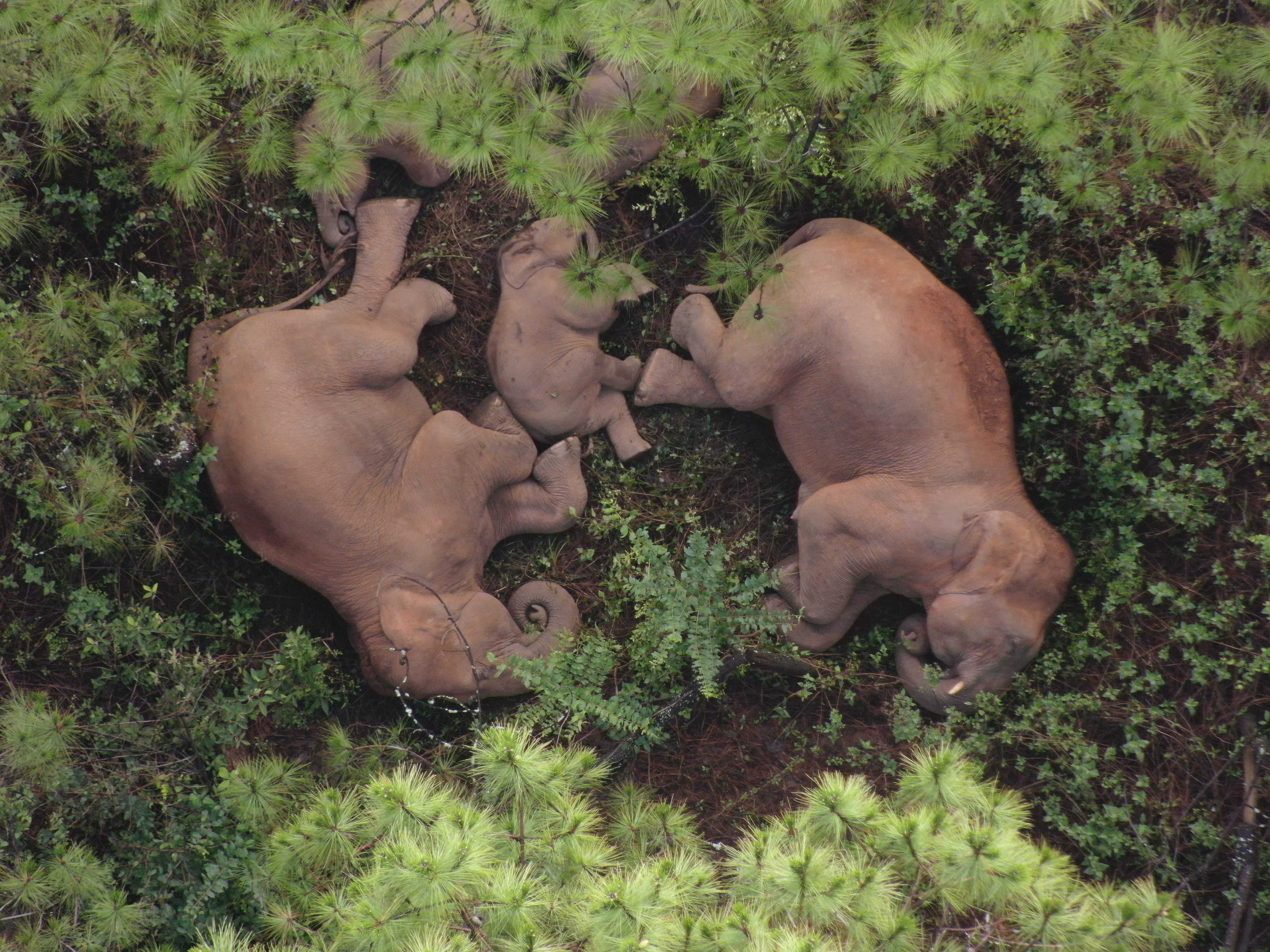 亚洲象（供图）