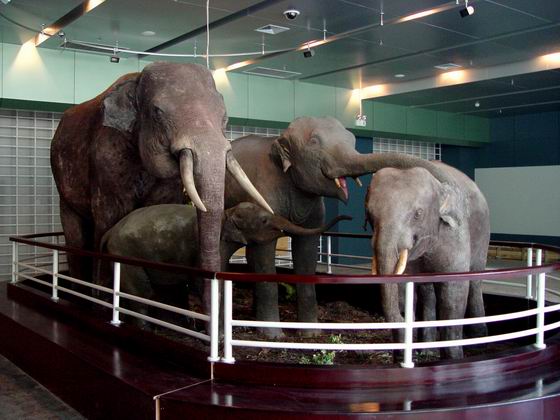 昆明动物博物馆