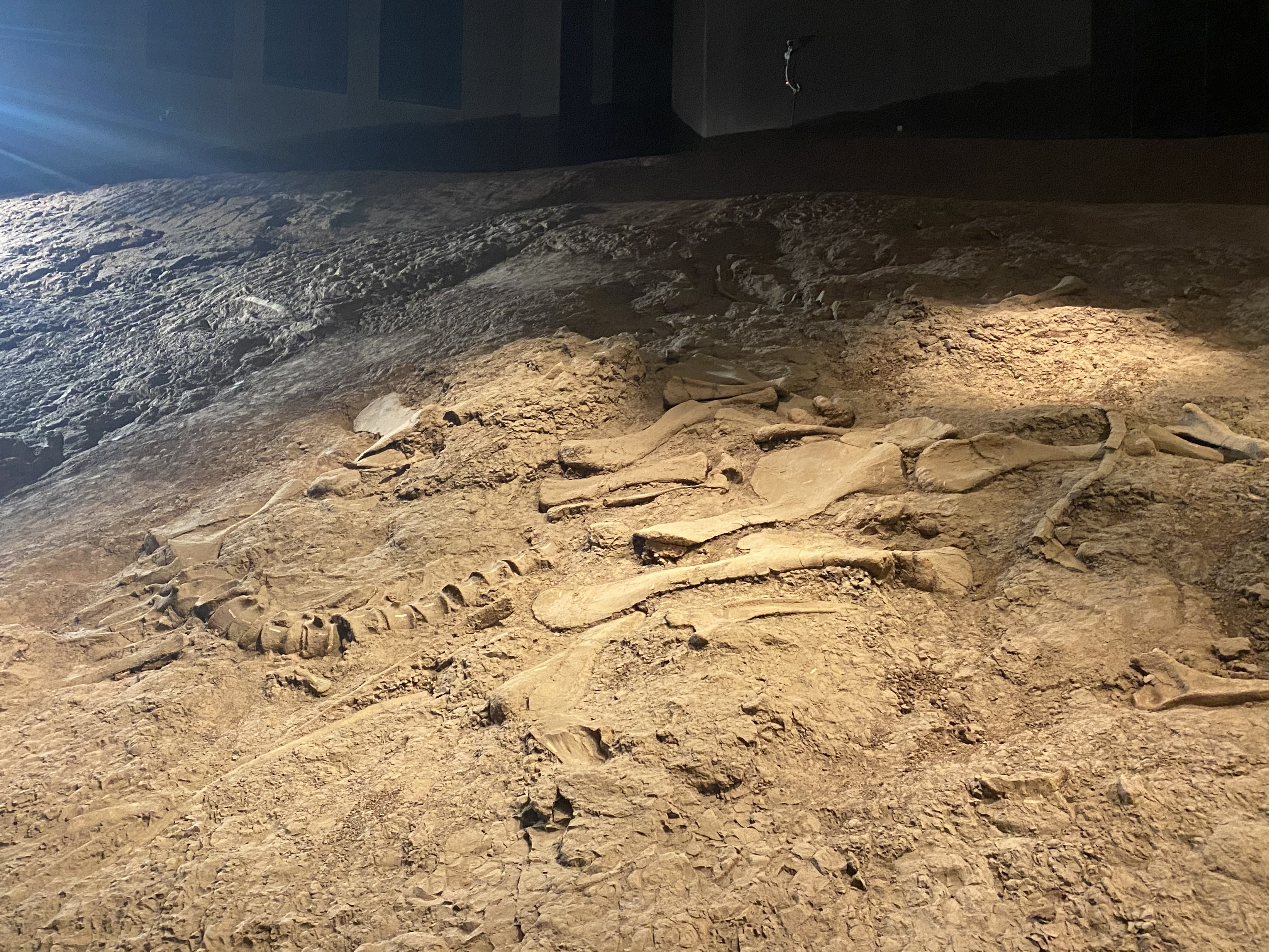 禄丰世界恐龙谷：穿越1.6亿年时空“重返侏罗纪”（孙琴霞 摄）