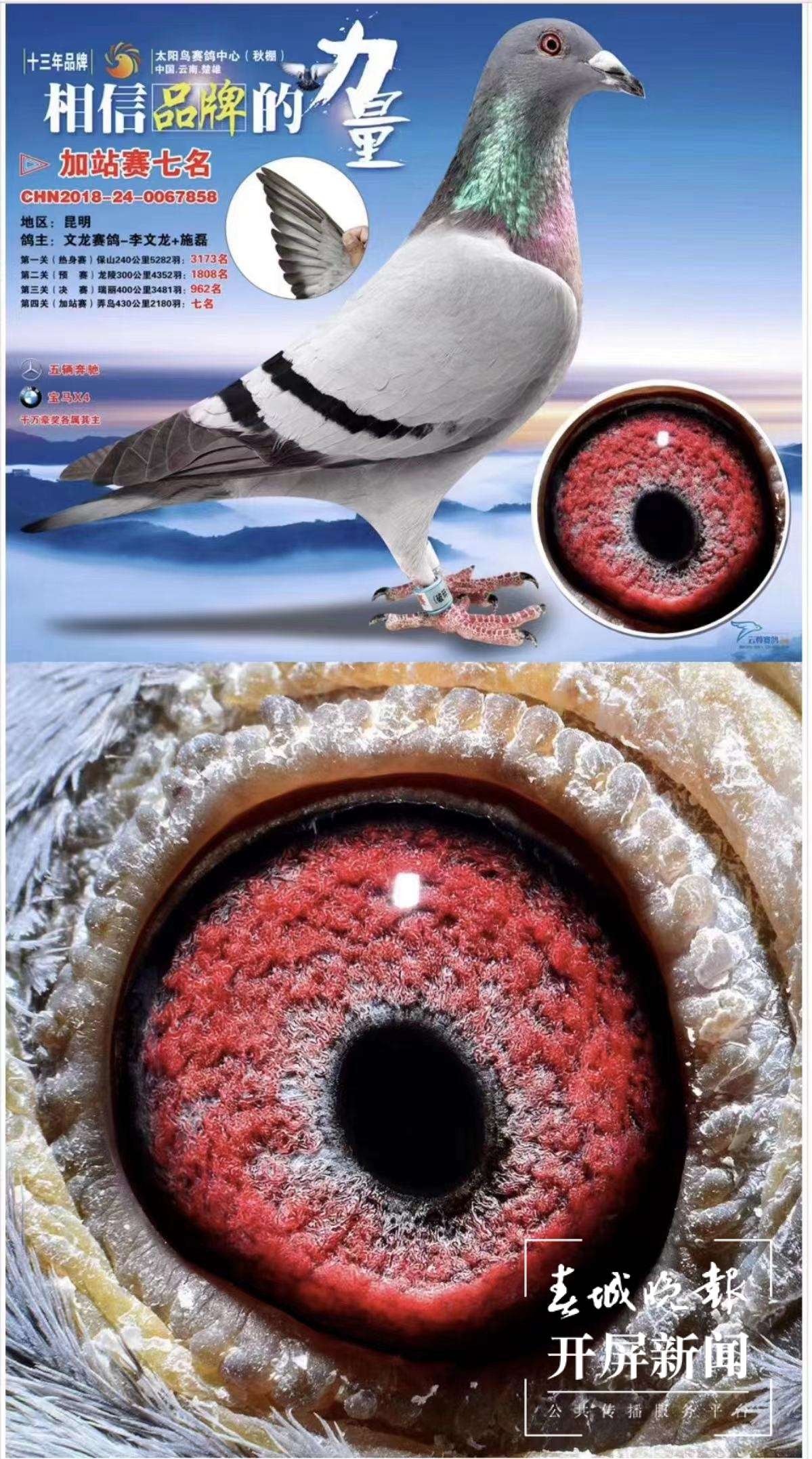 李文龙信鸽8.jpg