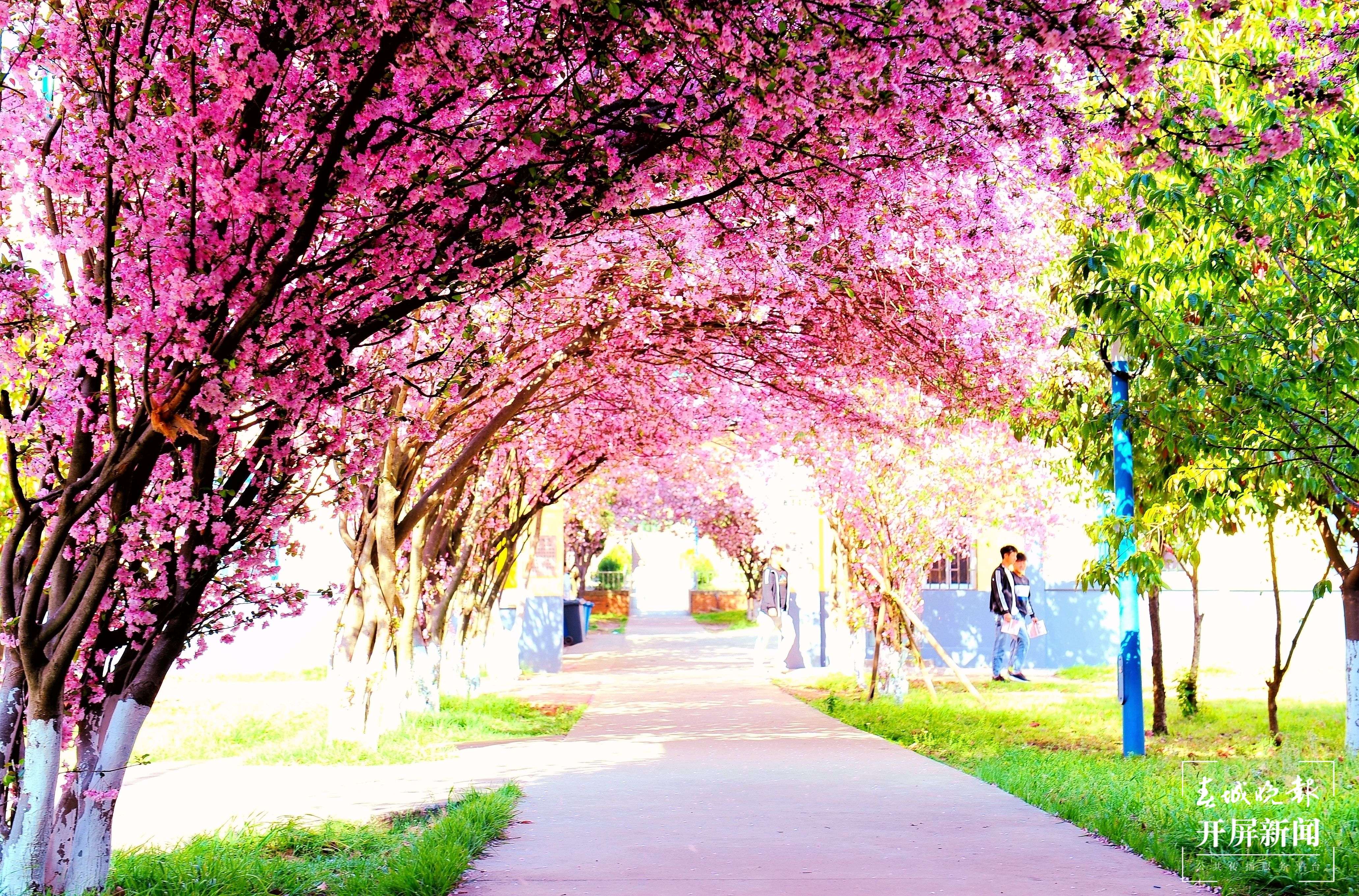 云南农业职业技术学院