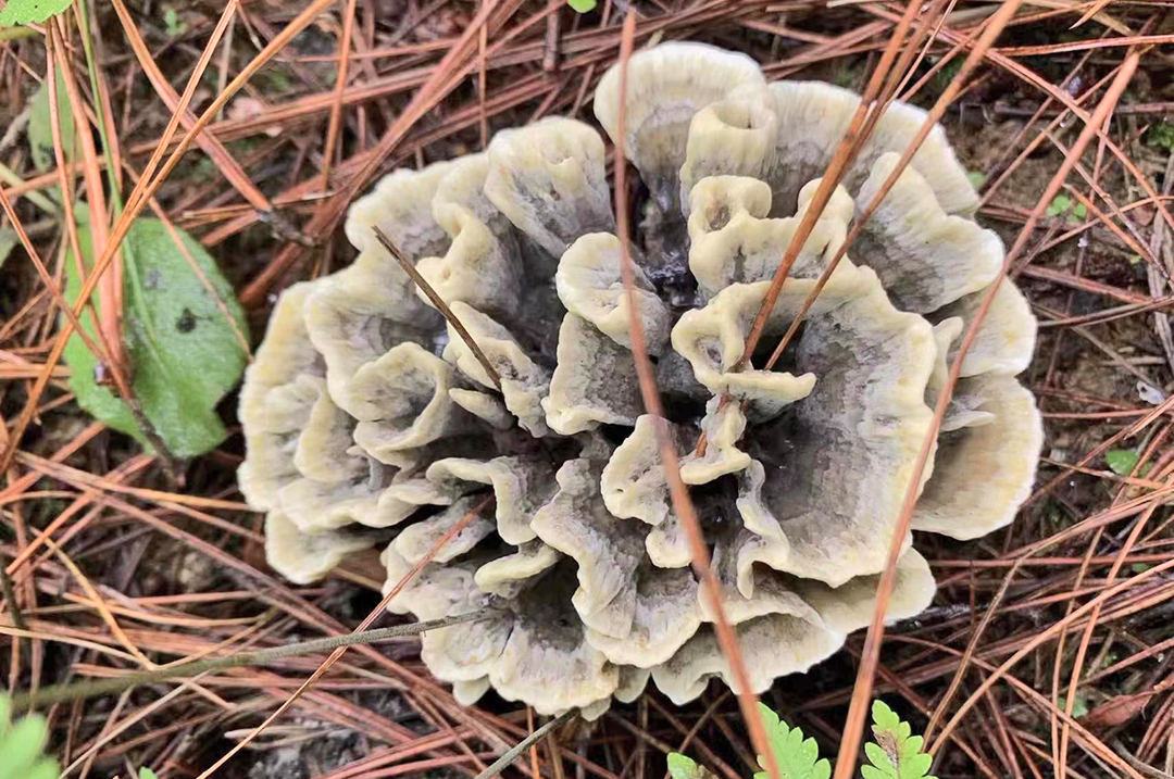 云吧 | 端午时节，来昌宁四角田品尝鲜味十足的野生菌宴（开屏新闻记者 崔敏 通讯员 兰萍 摄）
