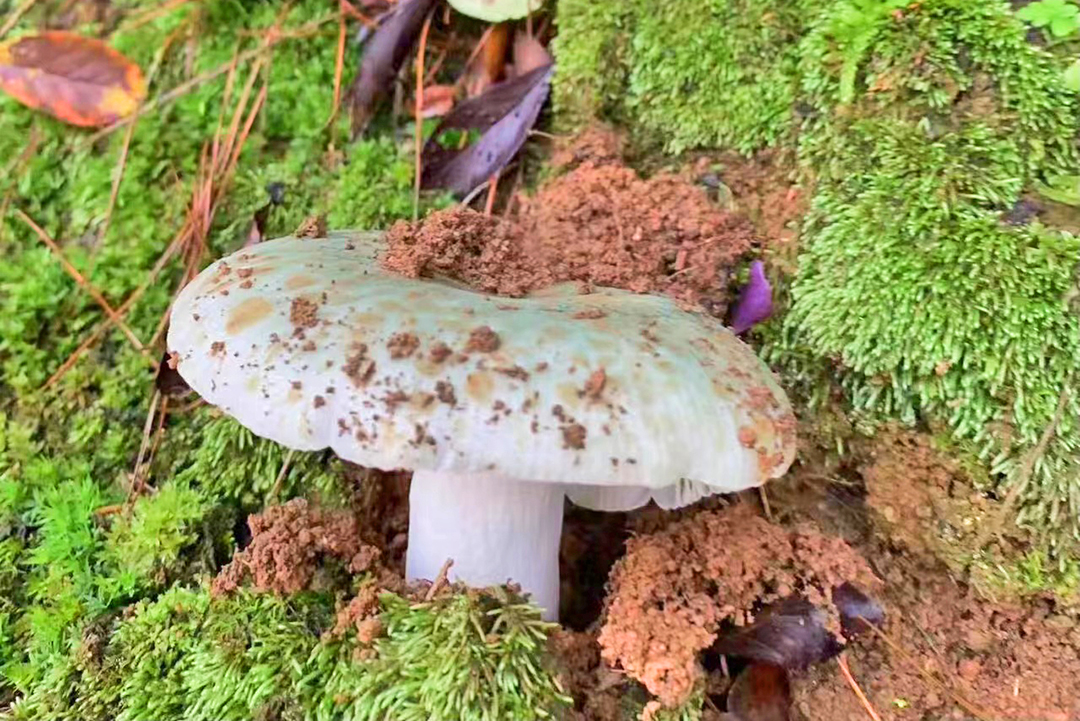 云吧 | 端午时节，来昌宁四角田品尝鲜味十足的野生菌宴（开屏新闻记者 崔敏 通讯员 兰萍 摄）