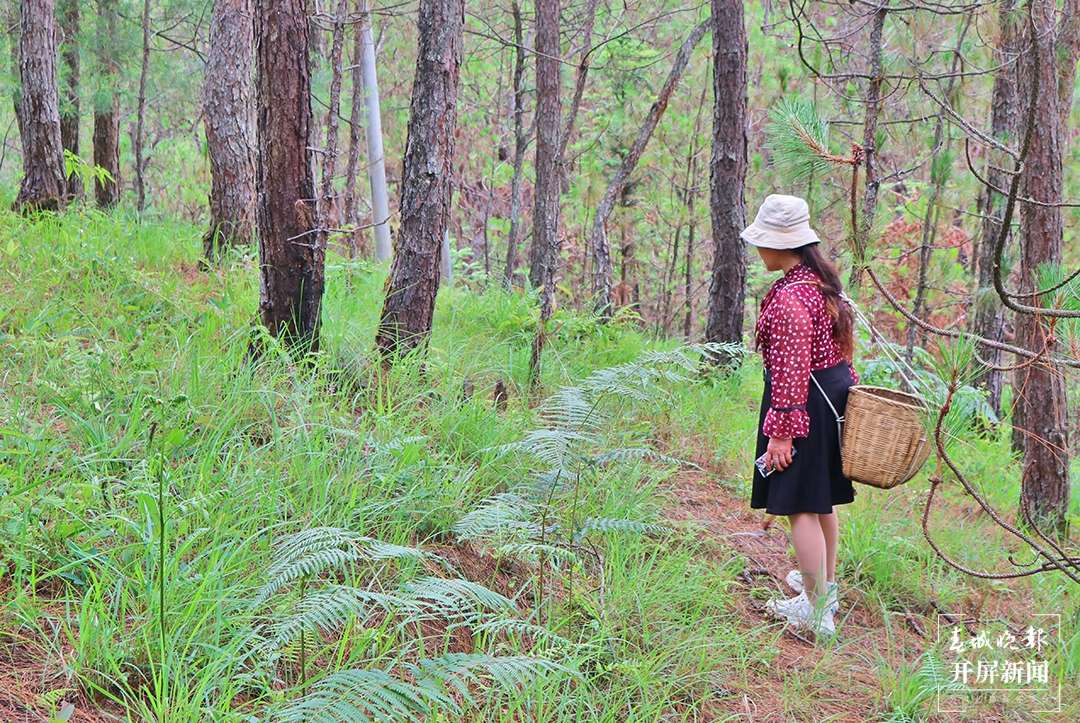 云吧 | 端午时节，来昌宁四角田品尝鲜味十足的野生菌宴（开屏新闻记者 崔敏 通讯员 兰萍 摄）