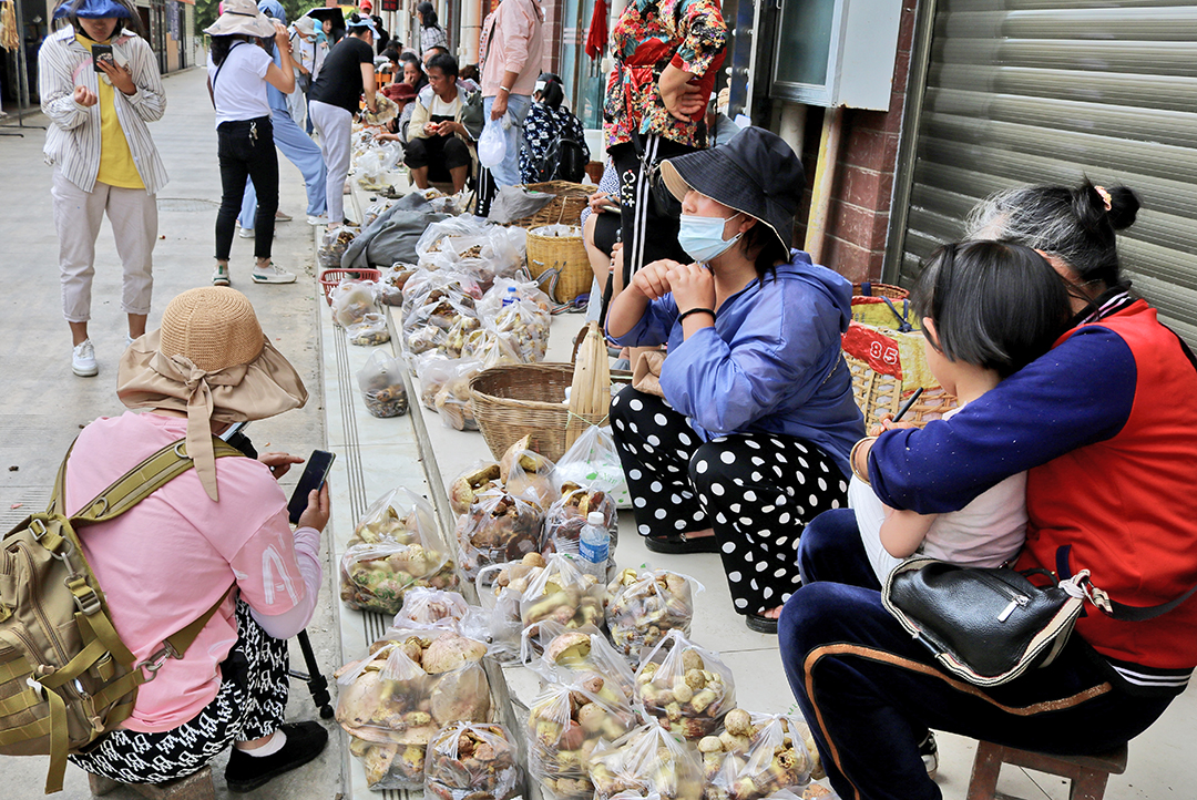 云吧 | 端午时节，来昌宁四角田品尝鲜味十足的野生菌宴（开屏新闻记者 崔敏 通讯员 兰萍 摄）