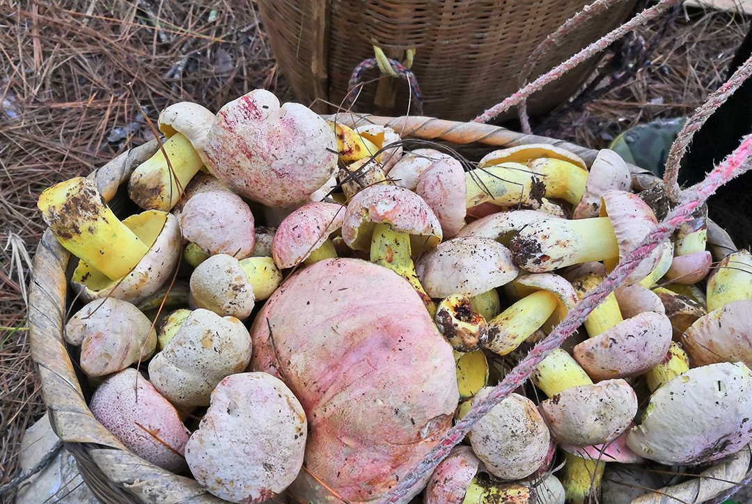 云吧 | 端午时节,来昌宁四角田品尝鲜味十足的野生菌宴(开屏新闻记者 崔敏 通讯员 兰萍 摄)