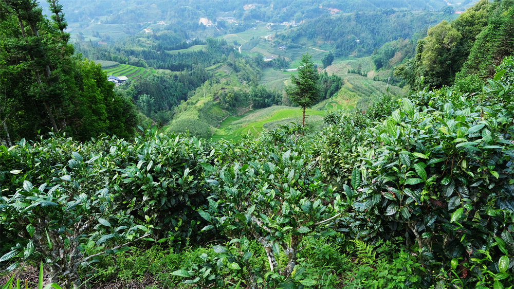 麻栗坡猛硐：茶香漫长地5.jpg