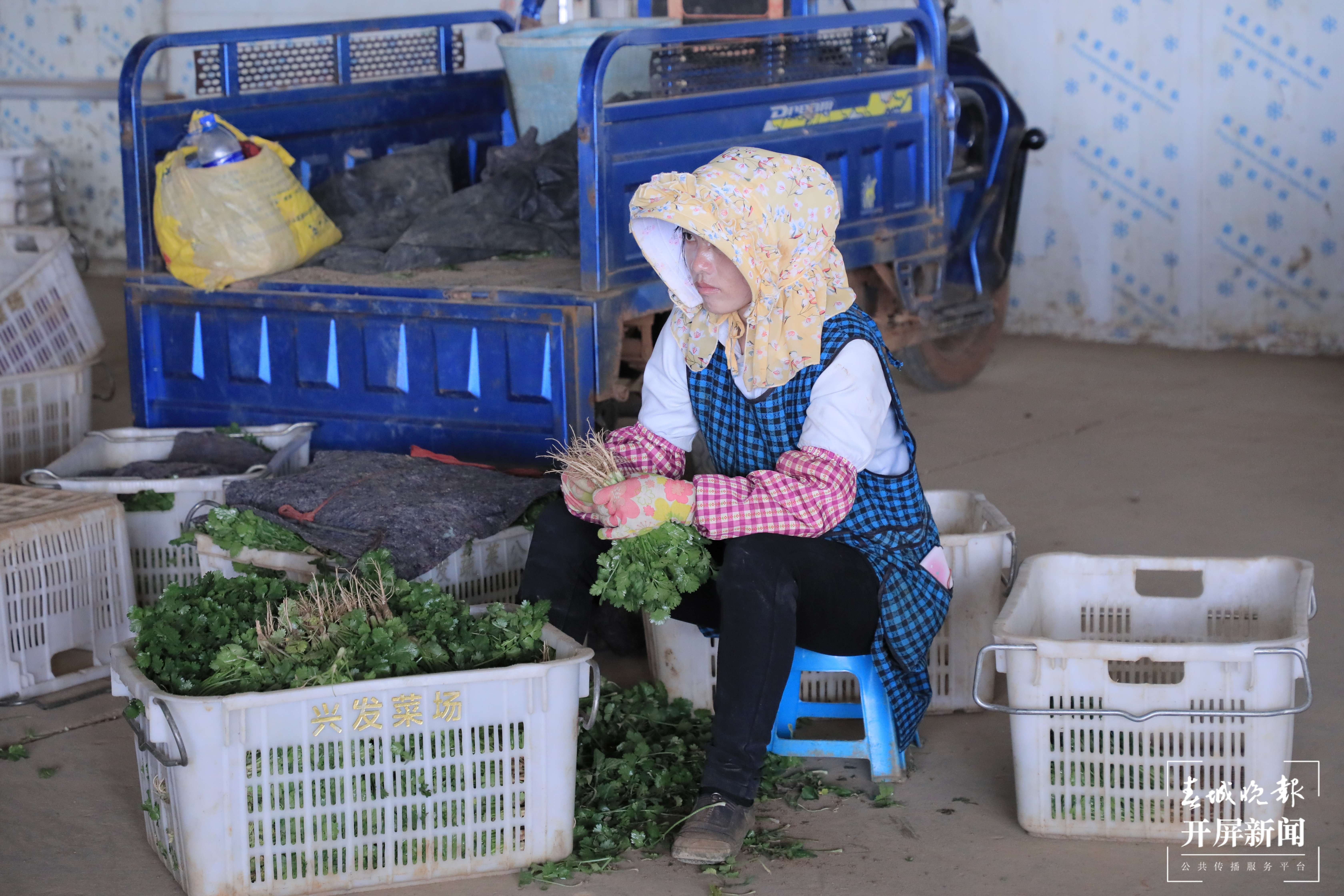 逐梦绿美 好在文山 | 砚山县：打造粤港澳大湾区“菜篮子”基地