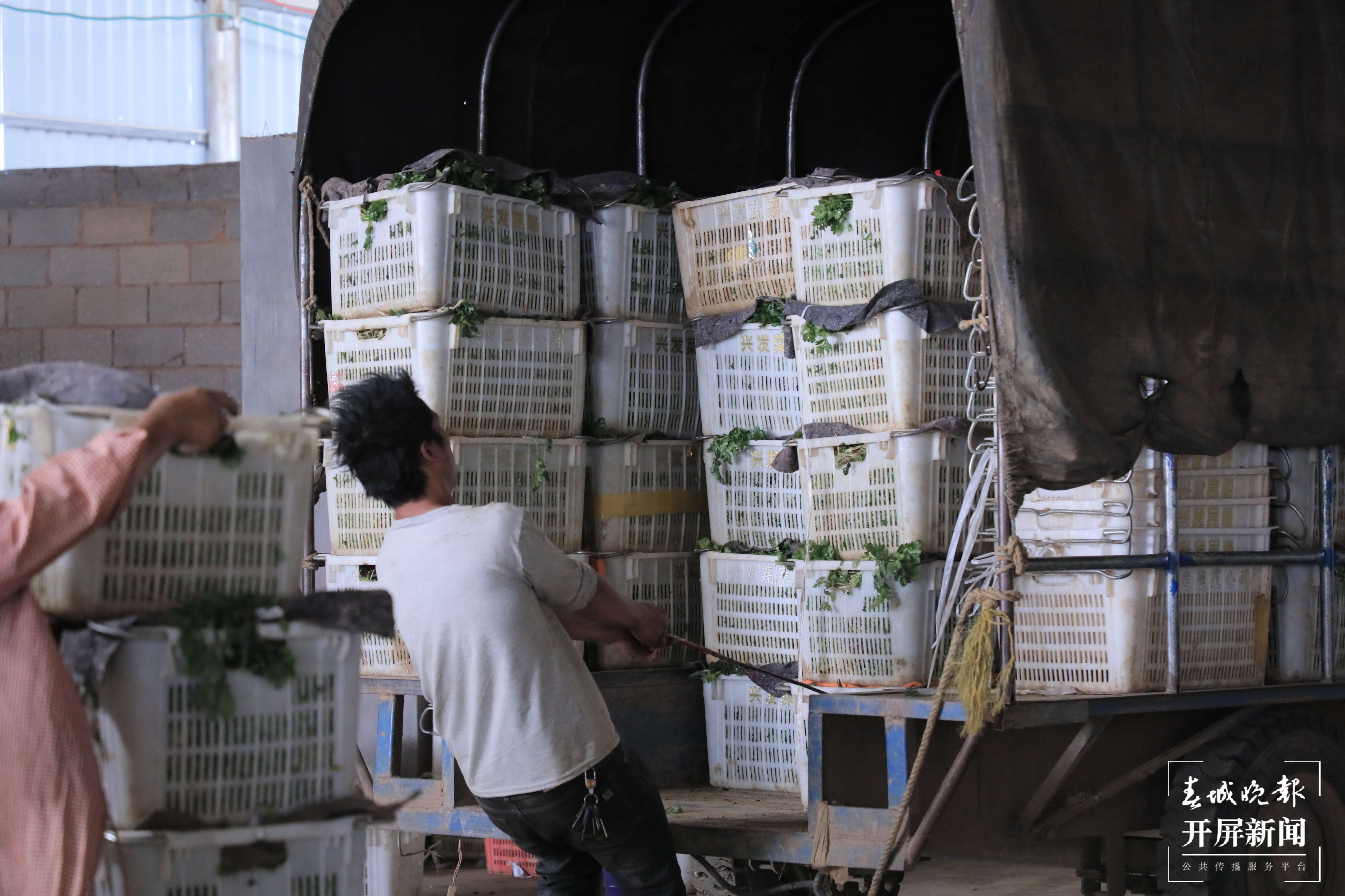 逐梦绿美 好在文山 | 砚山县：打造粤港澳大湾区“菜篮子”基地