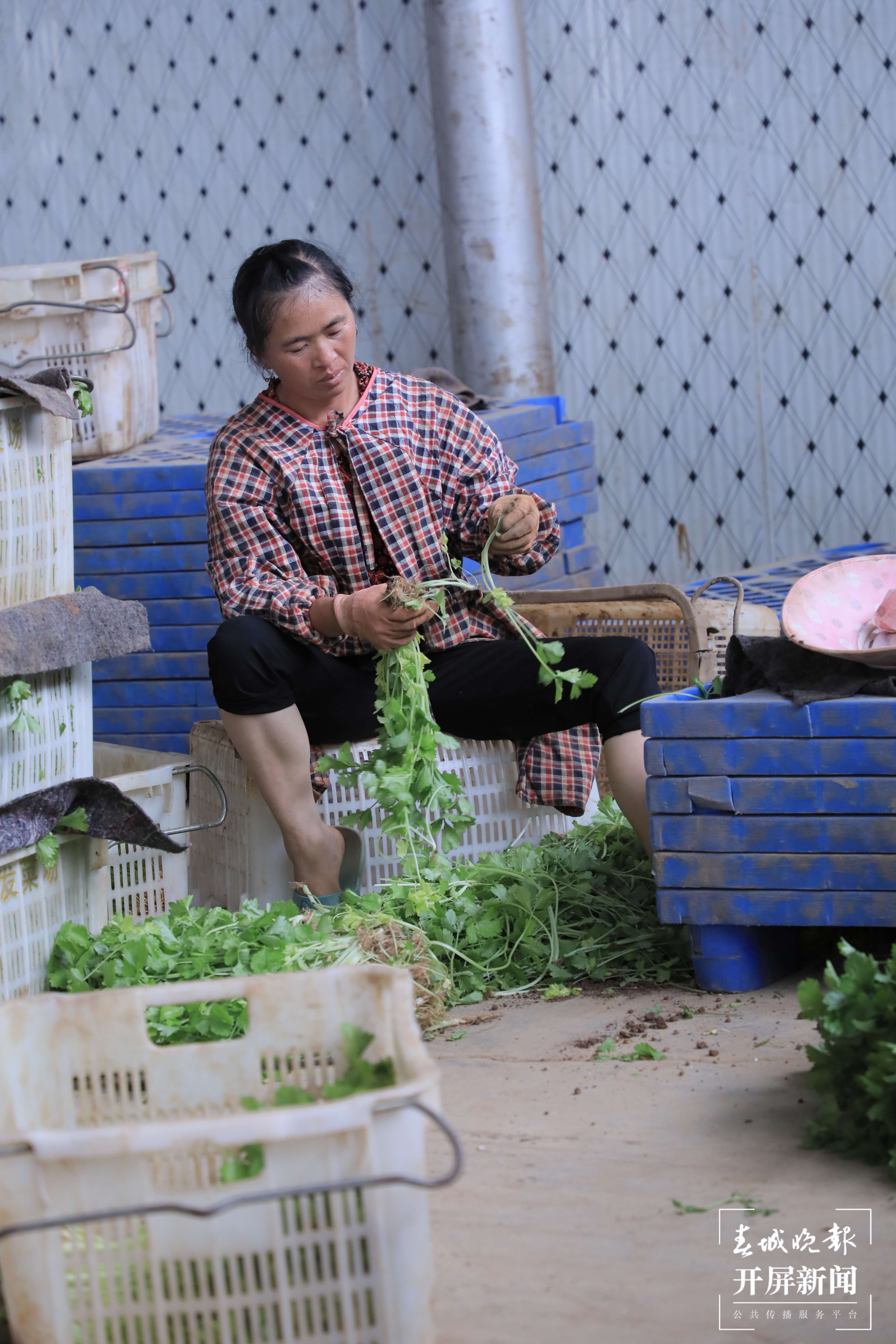 逐梦绿美 好在文山 | 砚山县：打造粤港澳大湾区“菜篮子”基地