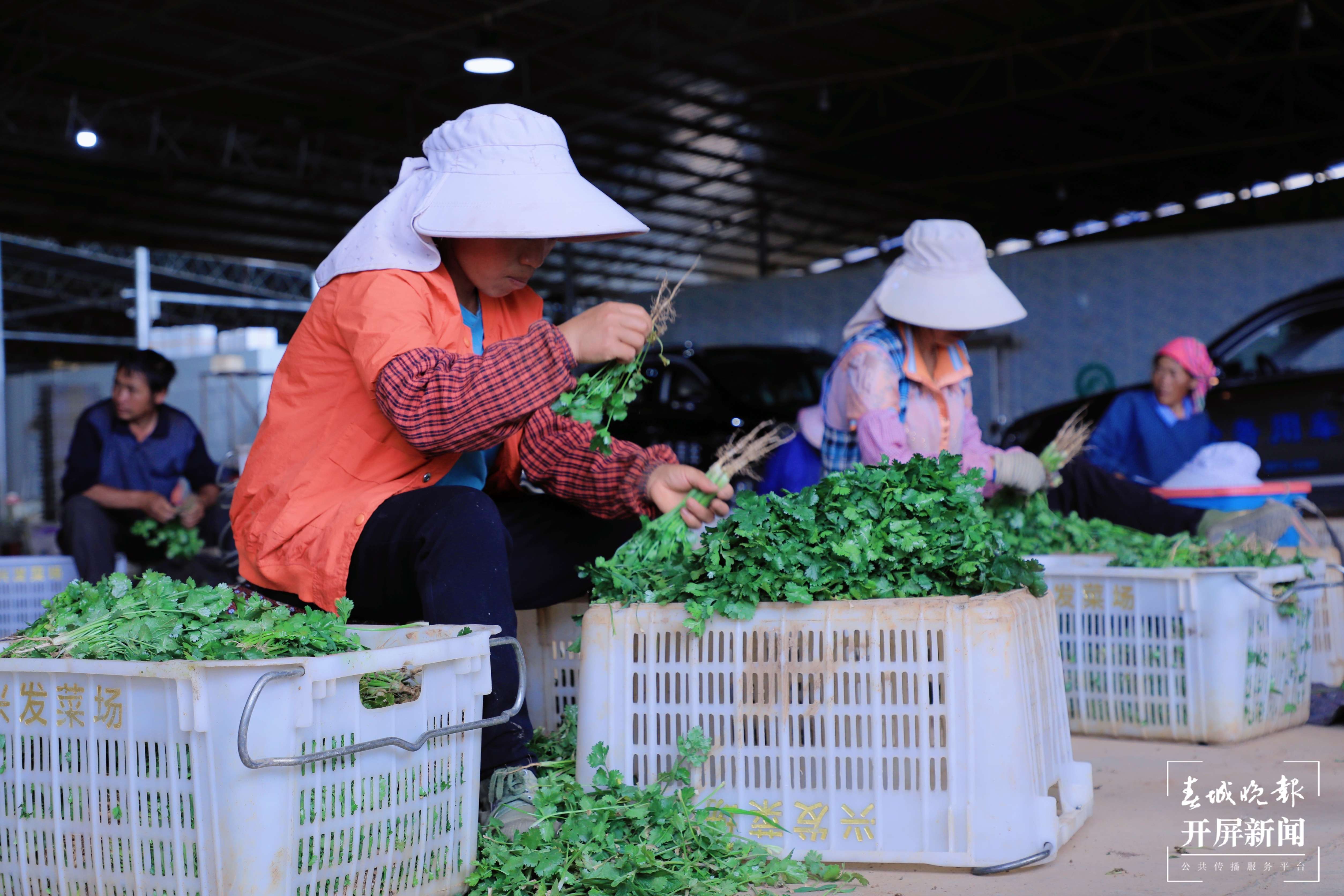 逐梦绿美 好在文山 | 砚山县：打造粤港澳大湾区“菜篮子”基地