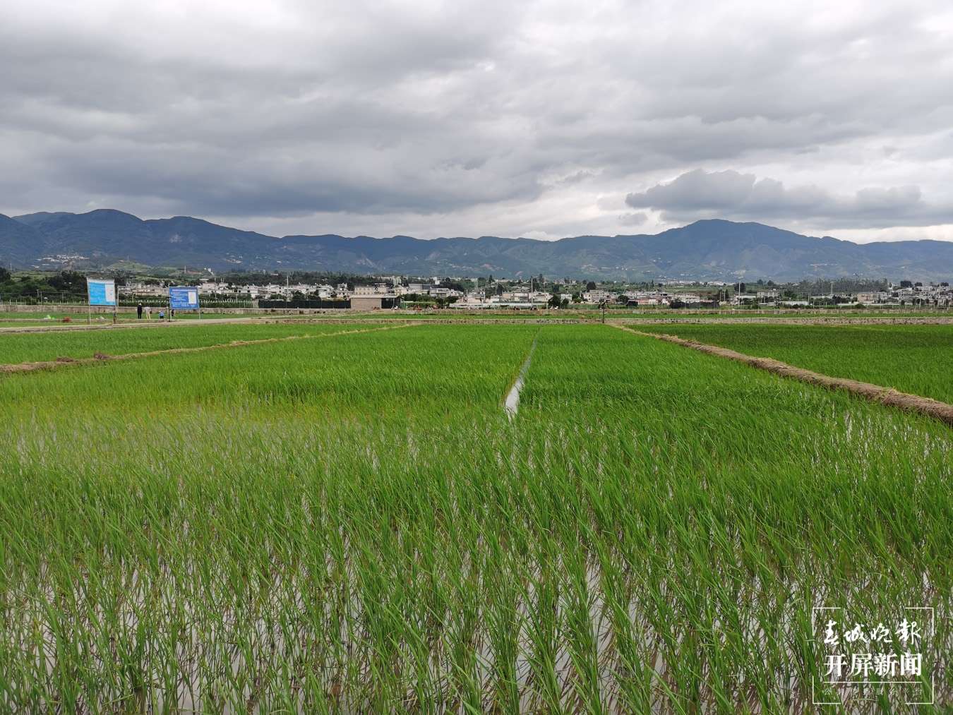 全市经济总体呈现企稳回升态势,增速提高至云南第七名 崔敏 实习生 康鹏 唐彦青 梁婕 陈蕾 摄