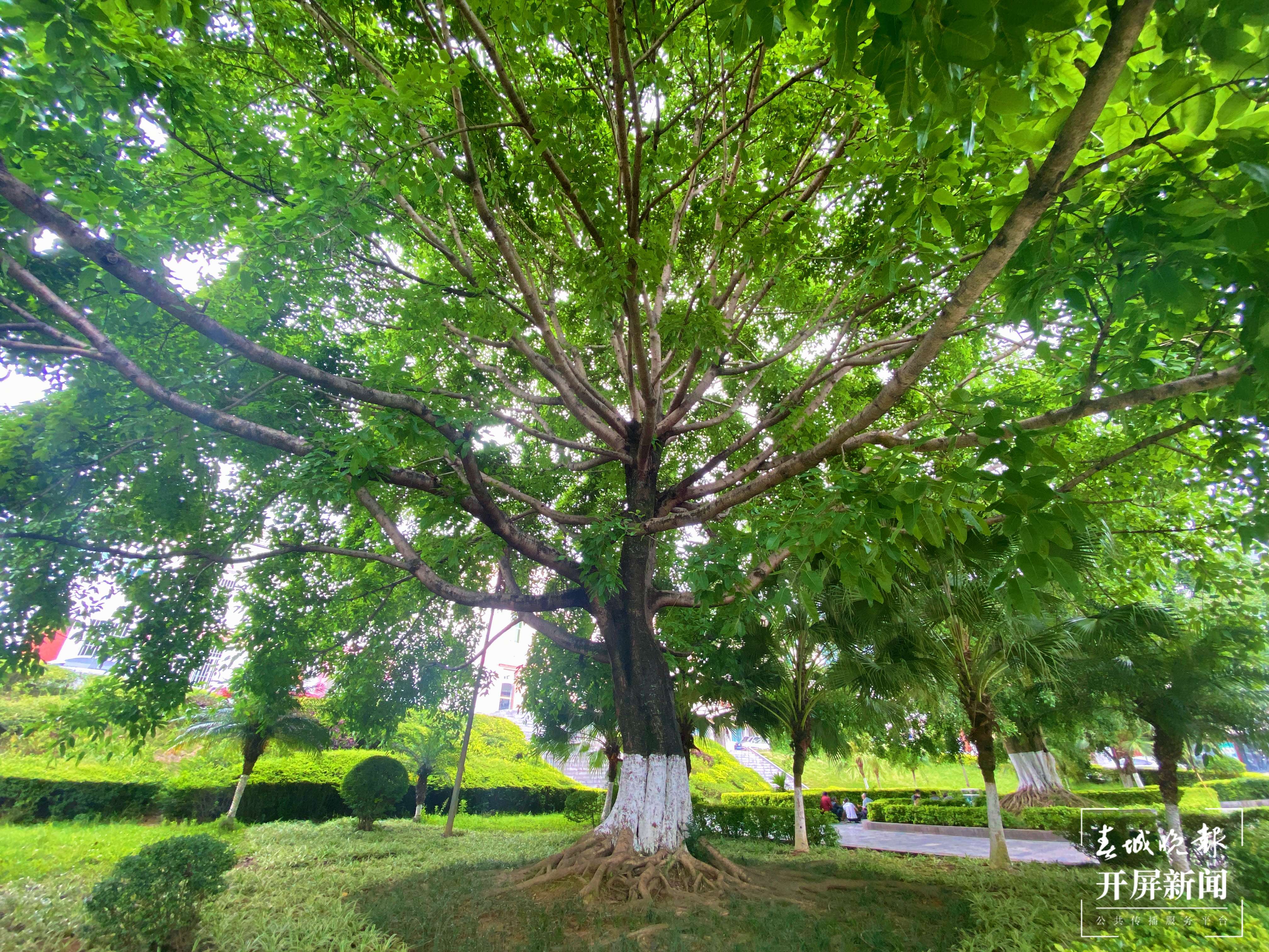逐梦绿美 好在文山 | 蔡大章：守初心做绿水青山守护人