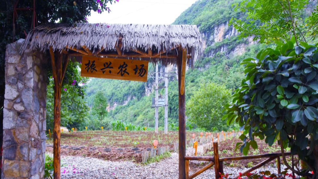 逐梦绿美 好在文山 | 西畴后卡村：风景这边独好