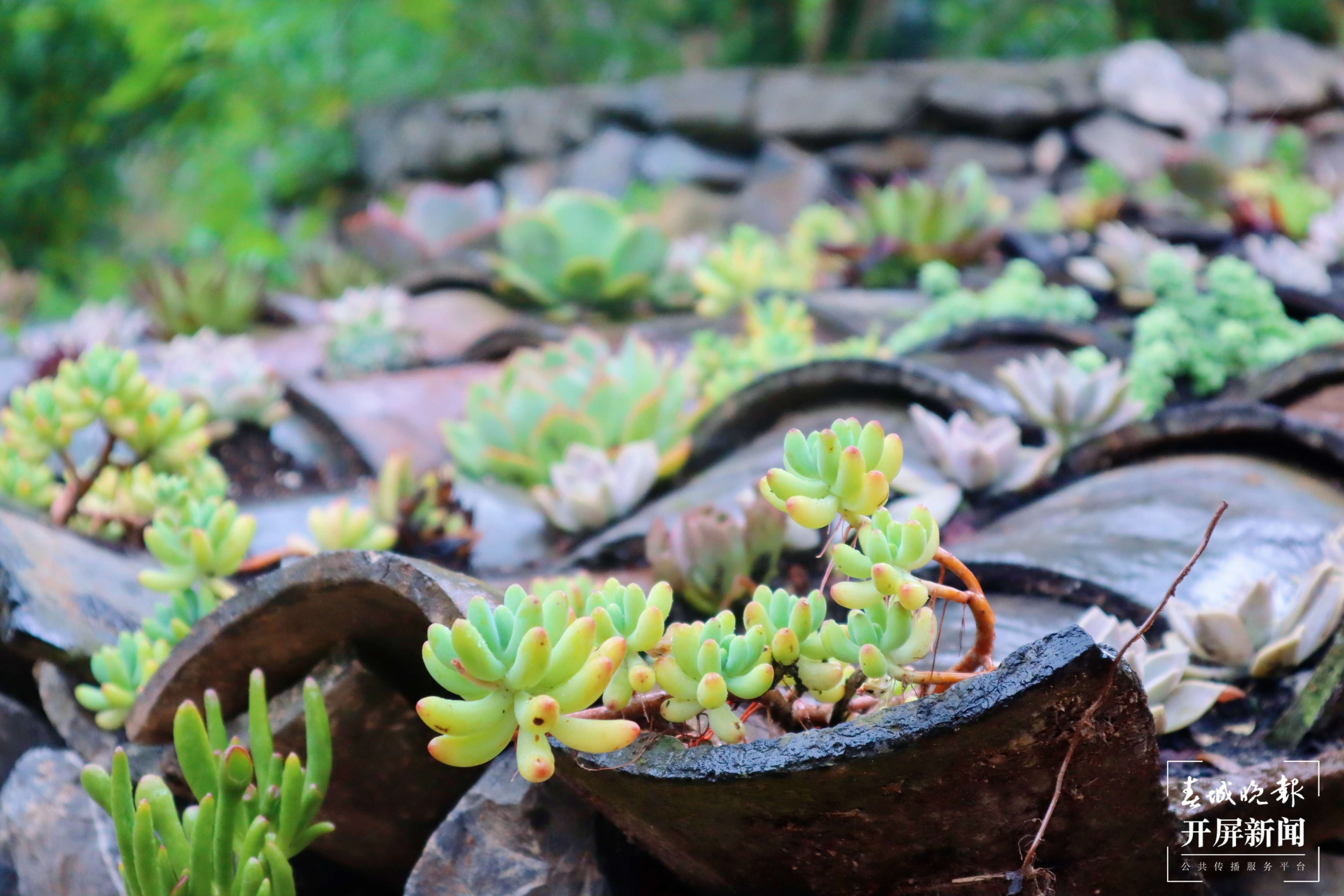 逐梦绿美 好在文山 | 西畴后卡村：风景这边独好