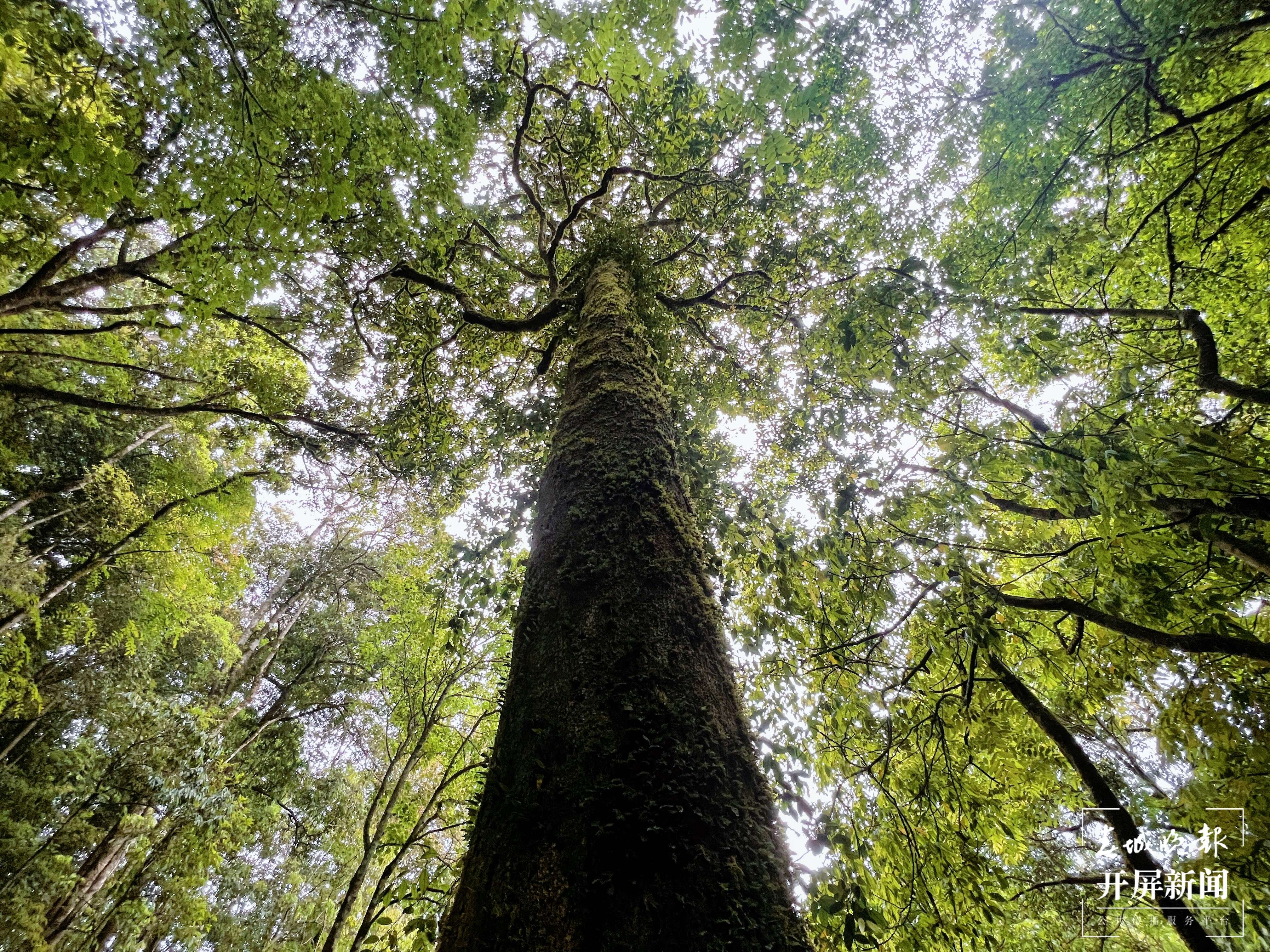 逐梦绿美 好在文山丨西畴法斗乡:亿年华盖木 迎来新生机