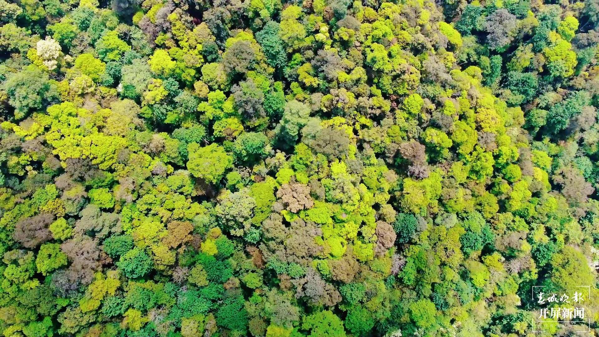 逐梦绿美 好在文山丨西畴法斗乡:亿年华盖木 迎来新生机