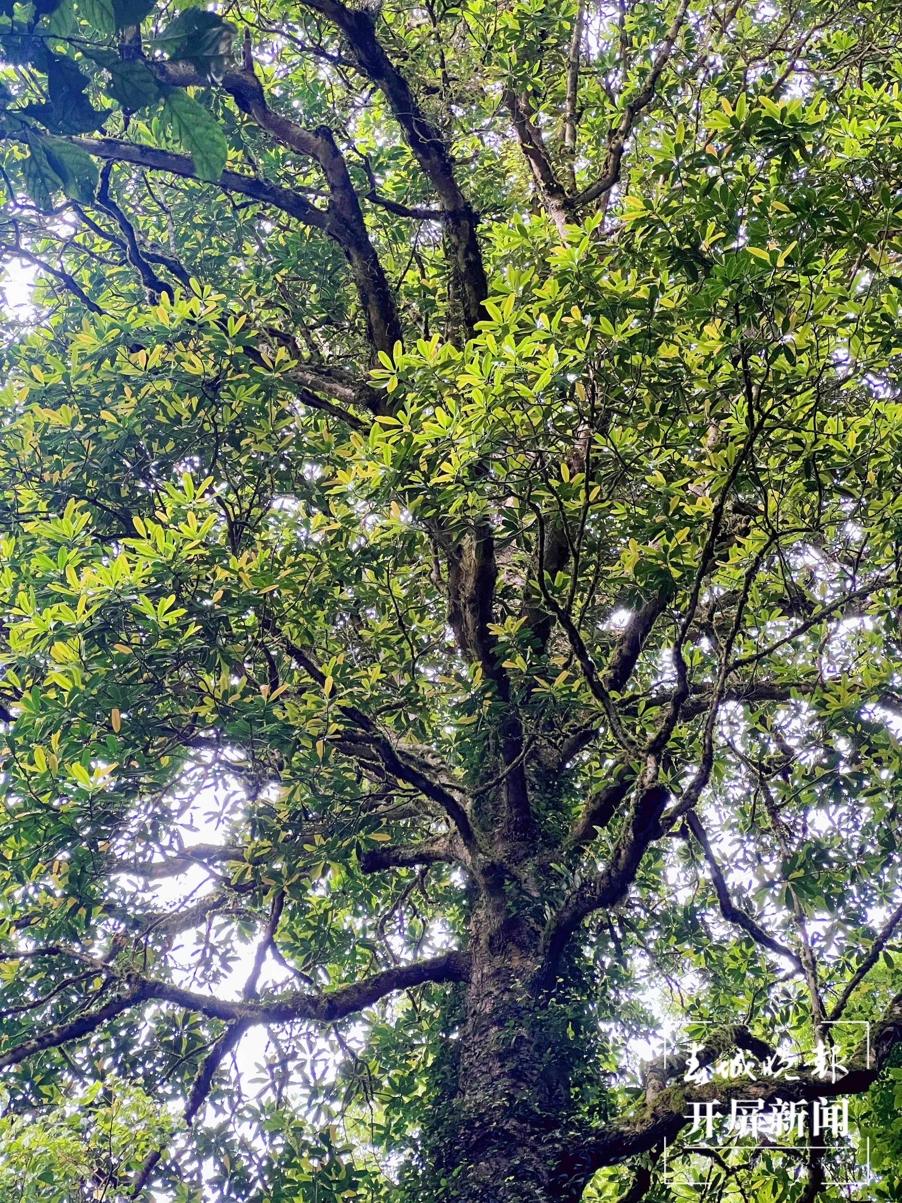 逐梦绿美 好在文山丨西畴法斗乡:亿年华盖木 迎来新生机
