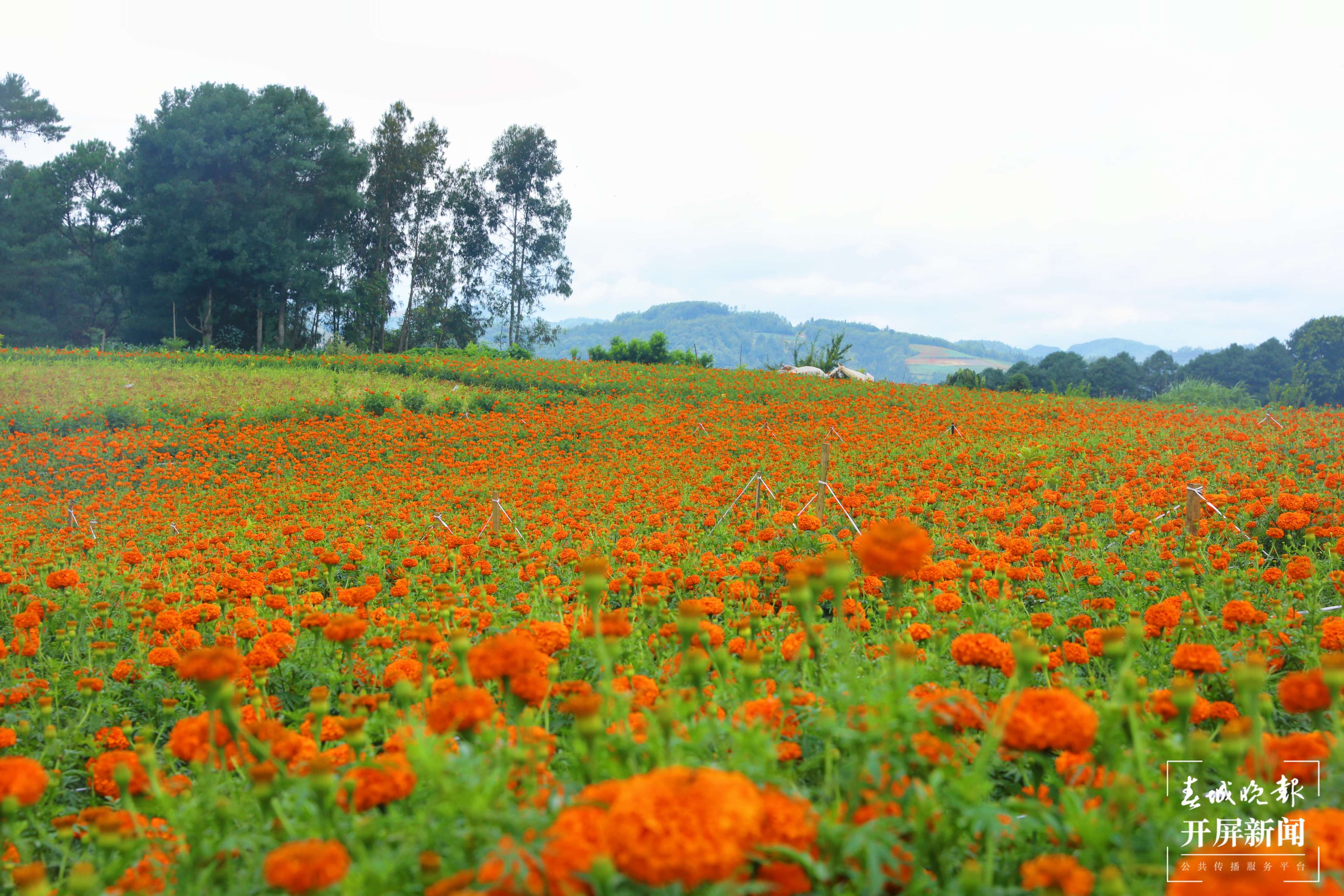 逐梦绿美 好在文山 | 文山沙老寨：自创IP 打造主题创意村庄