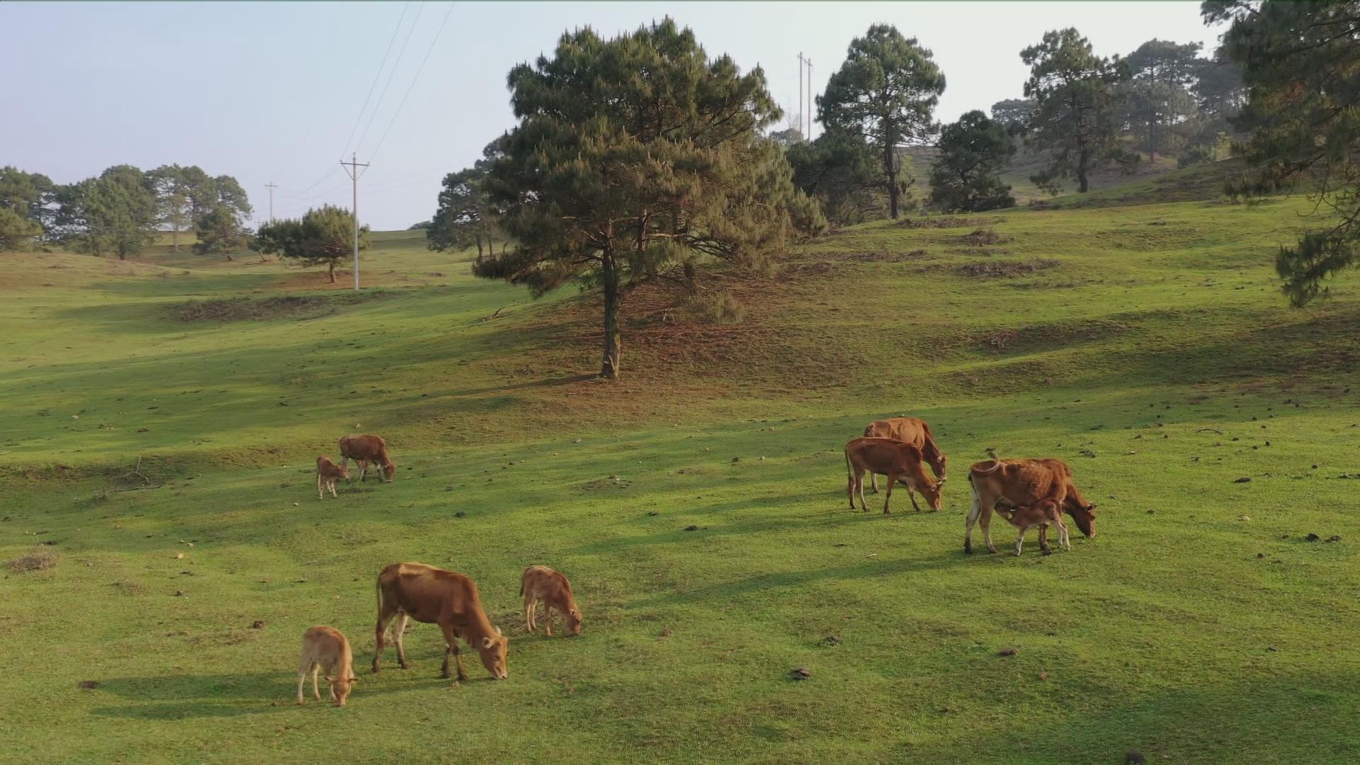 逐梦绿美 好在文山｜广南谷多牧场“行走的有机财富”