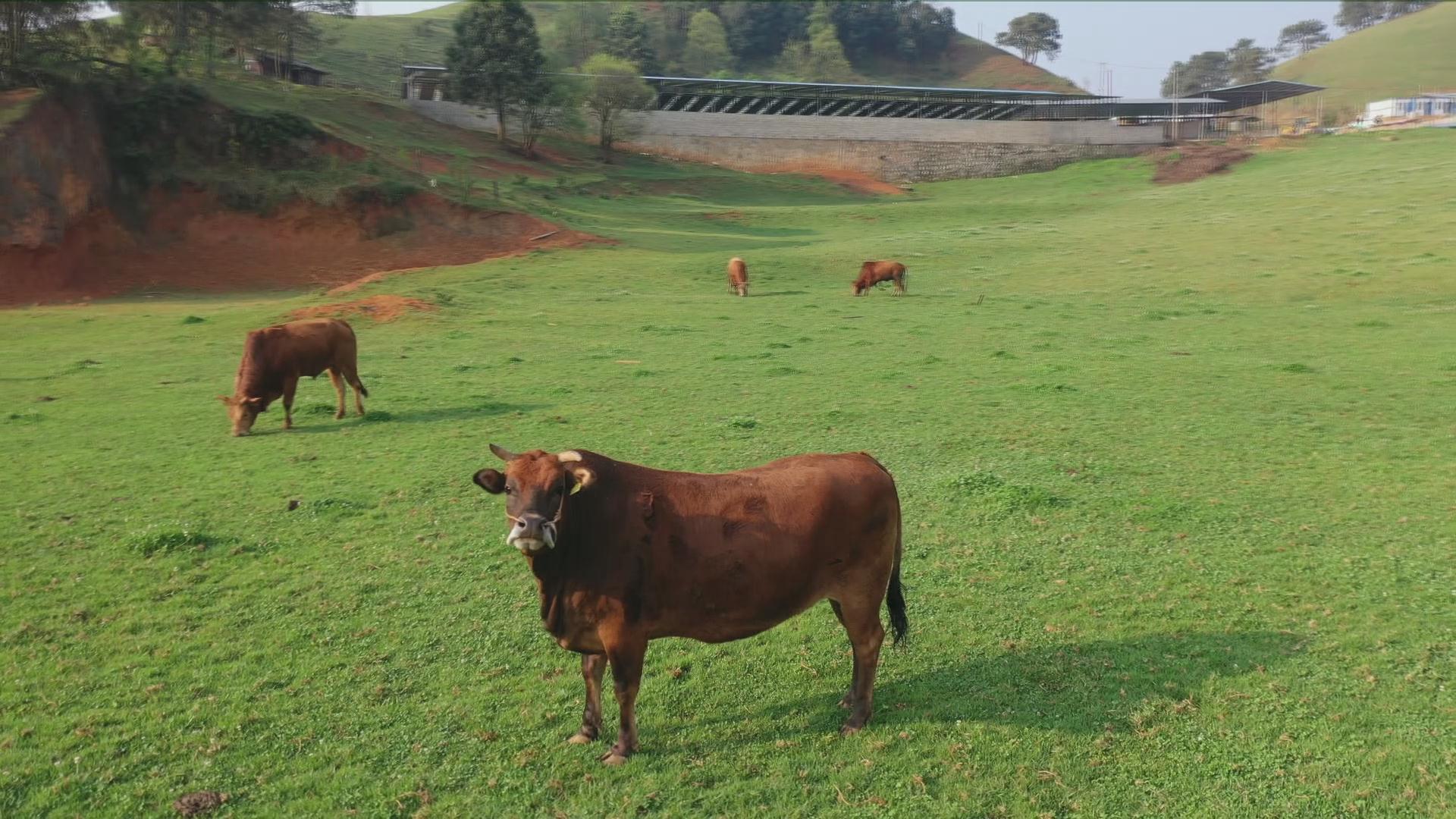 逐梦绿美 好在文山｜广南谷多牧场“行走的有机财富”