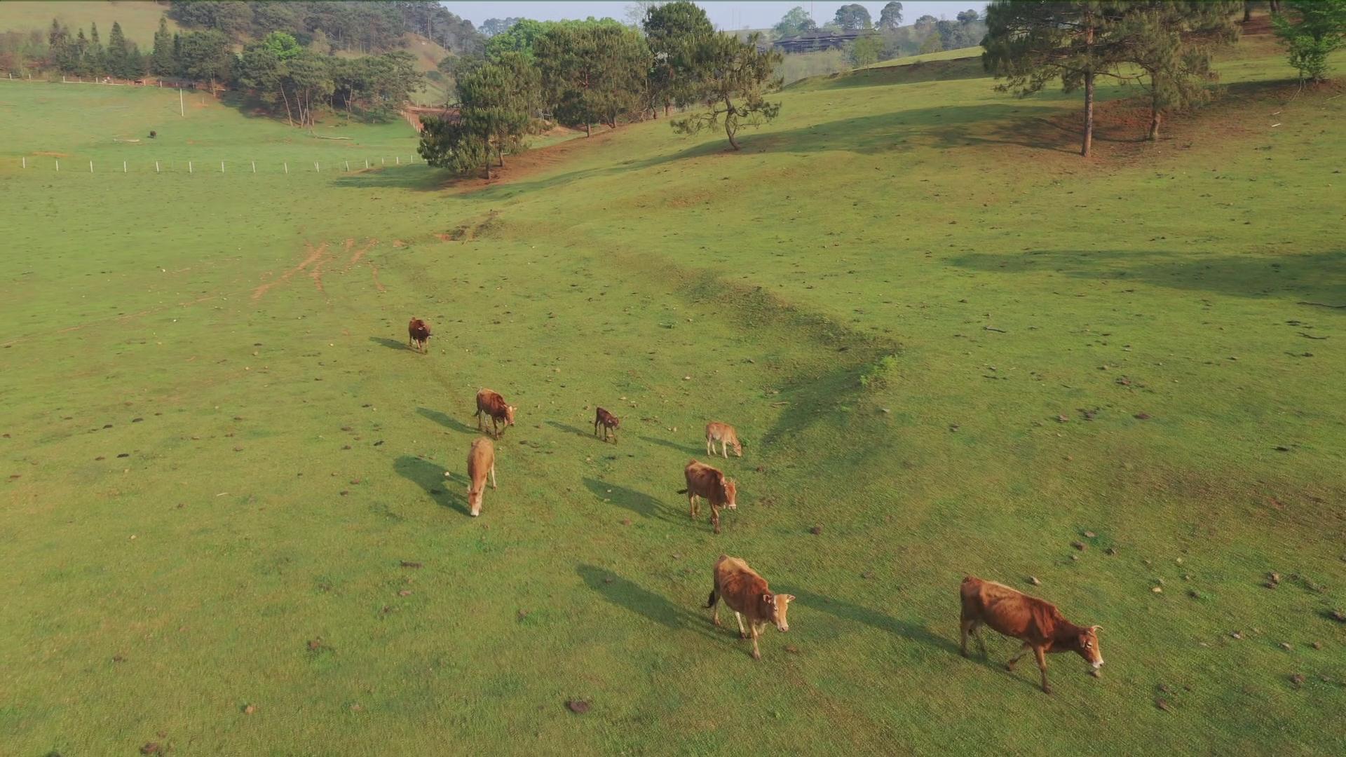 逐梦绿美 好在文山｜广南谷多牧场“行走的有机财富”