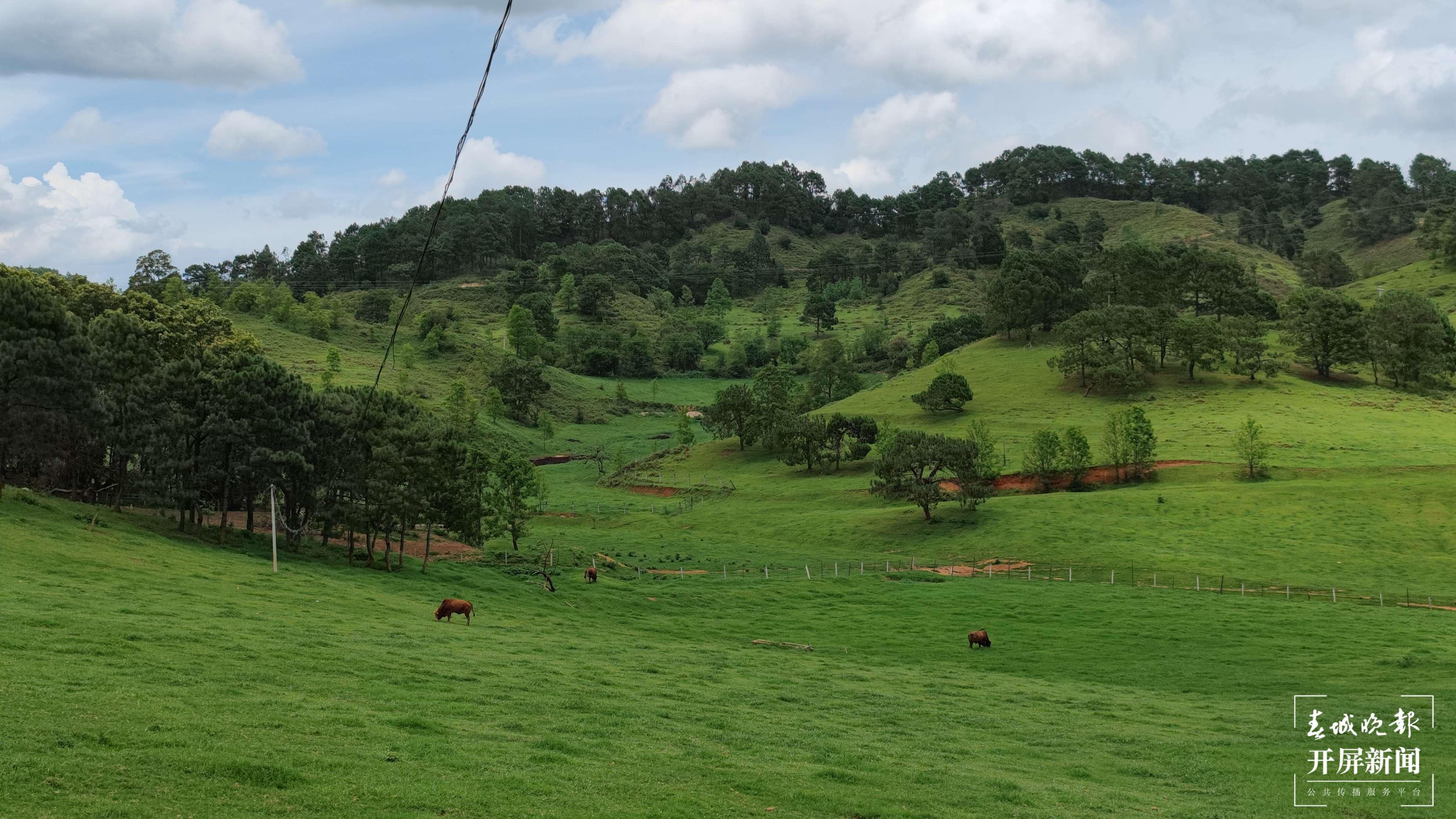 逐梦绿美 好在文山｜广南谷多牧场“行走的有机财富”