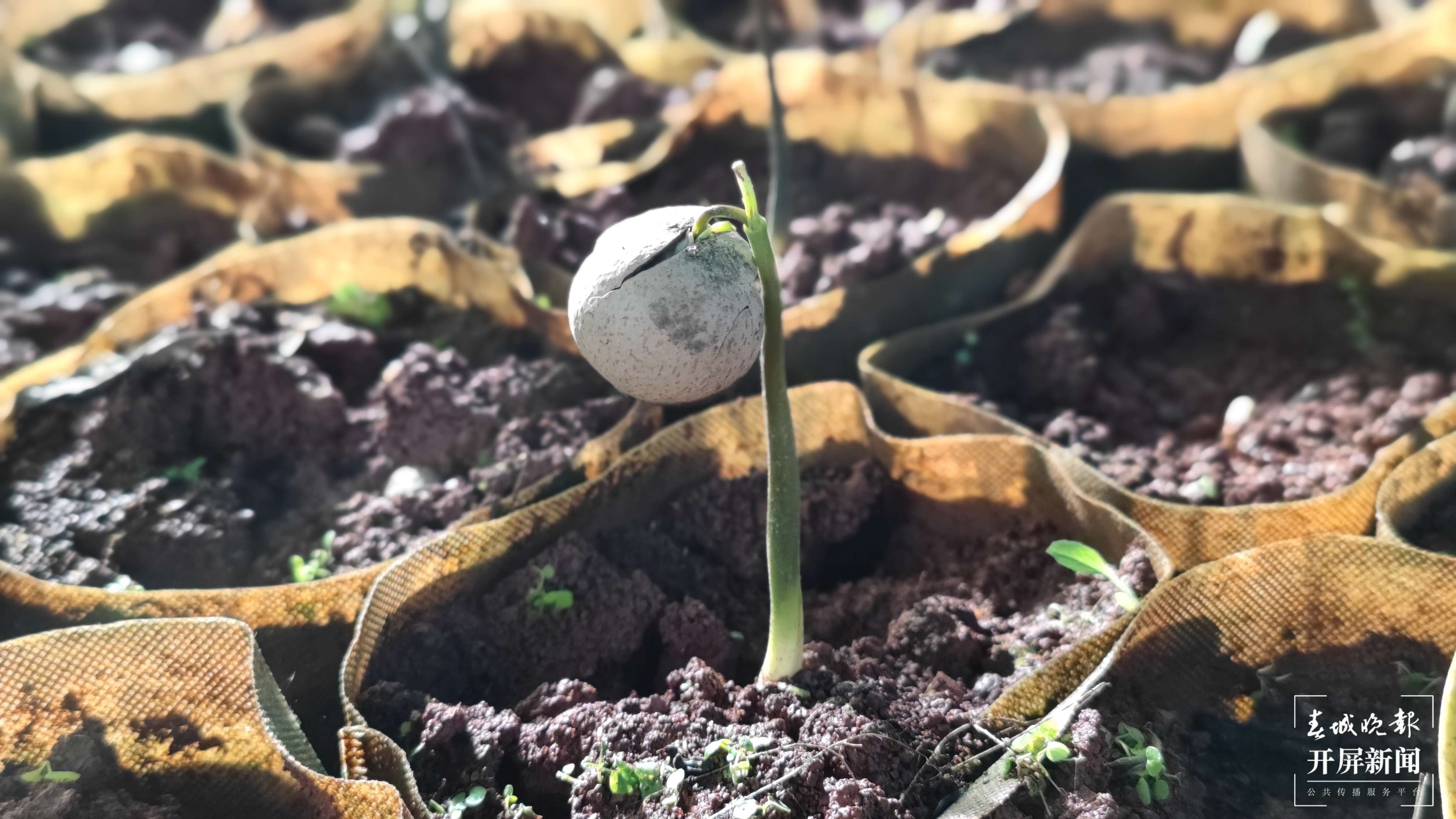 逐梦绿美 好在文山｜大山里的绿色“摇钱树”