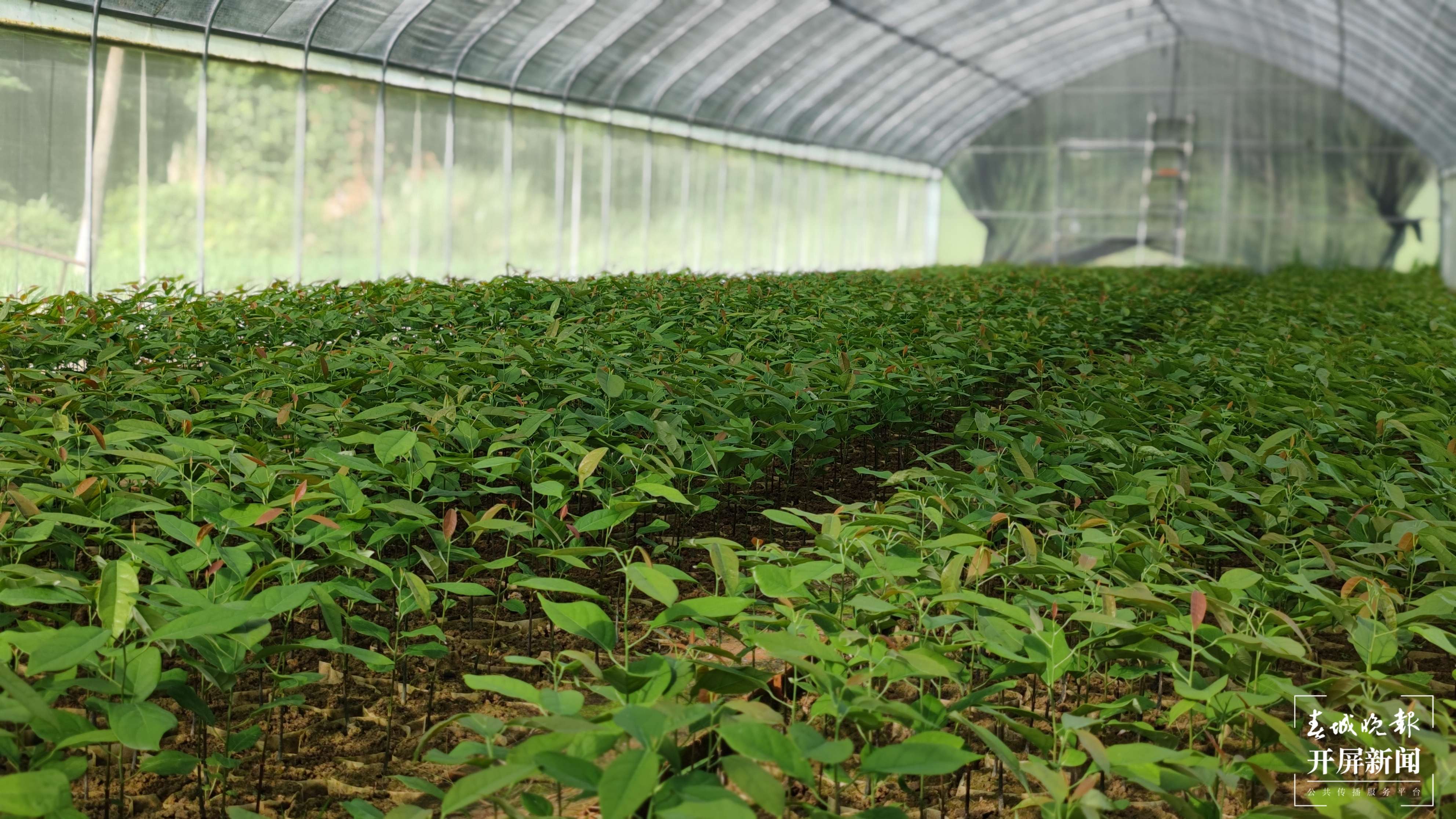 逐梦绿美 好在文山｜大山里的绿色“摇钱树”