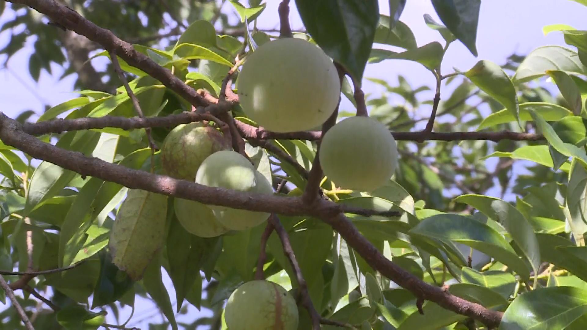逐梦绿美 好在文山｜大山里的绿色“摇钱树”