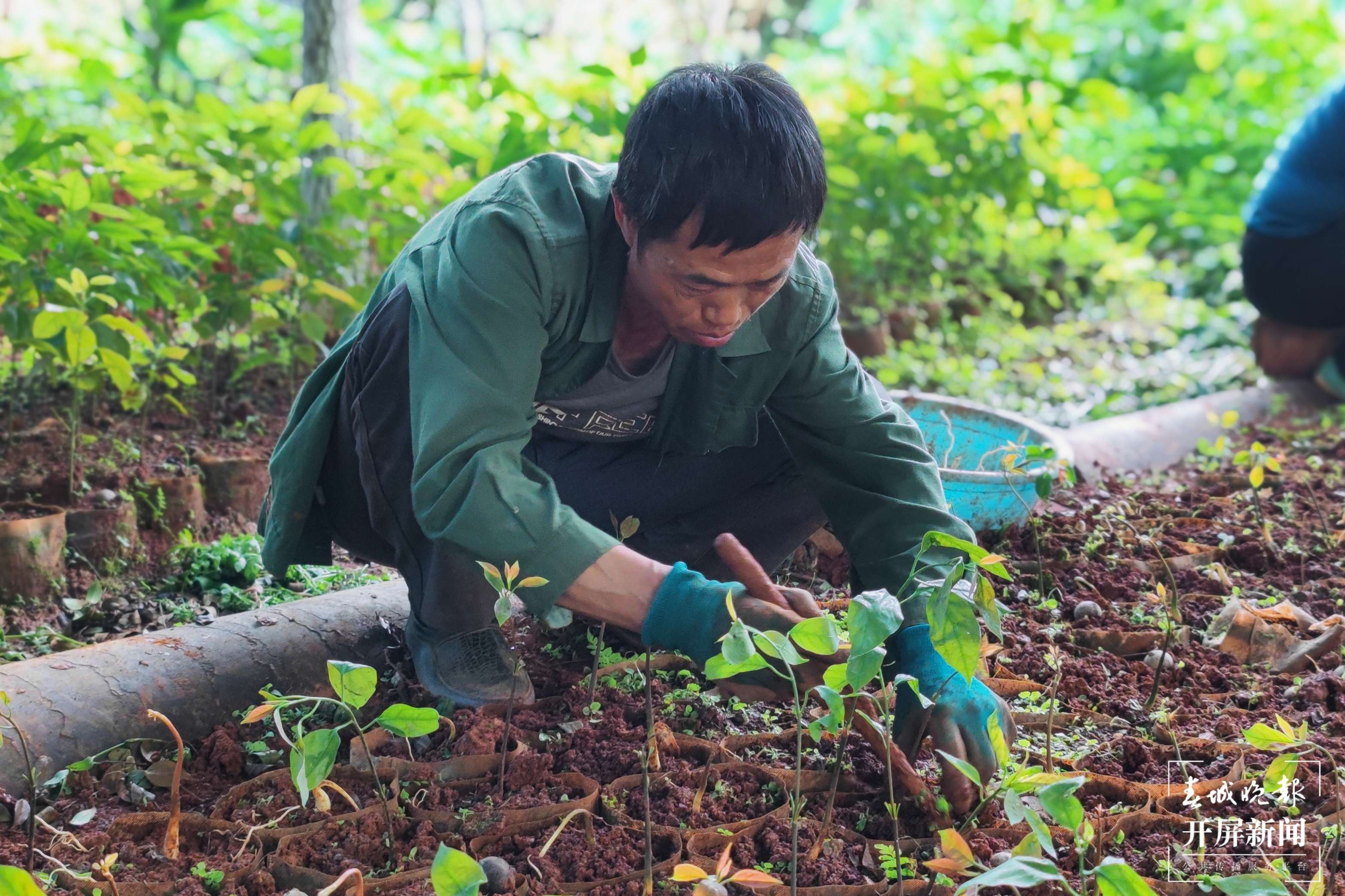 逐梦绿美 好在文山｜大山里的绿色“摇钱树”
