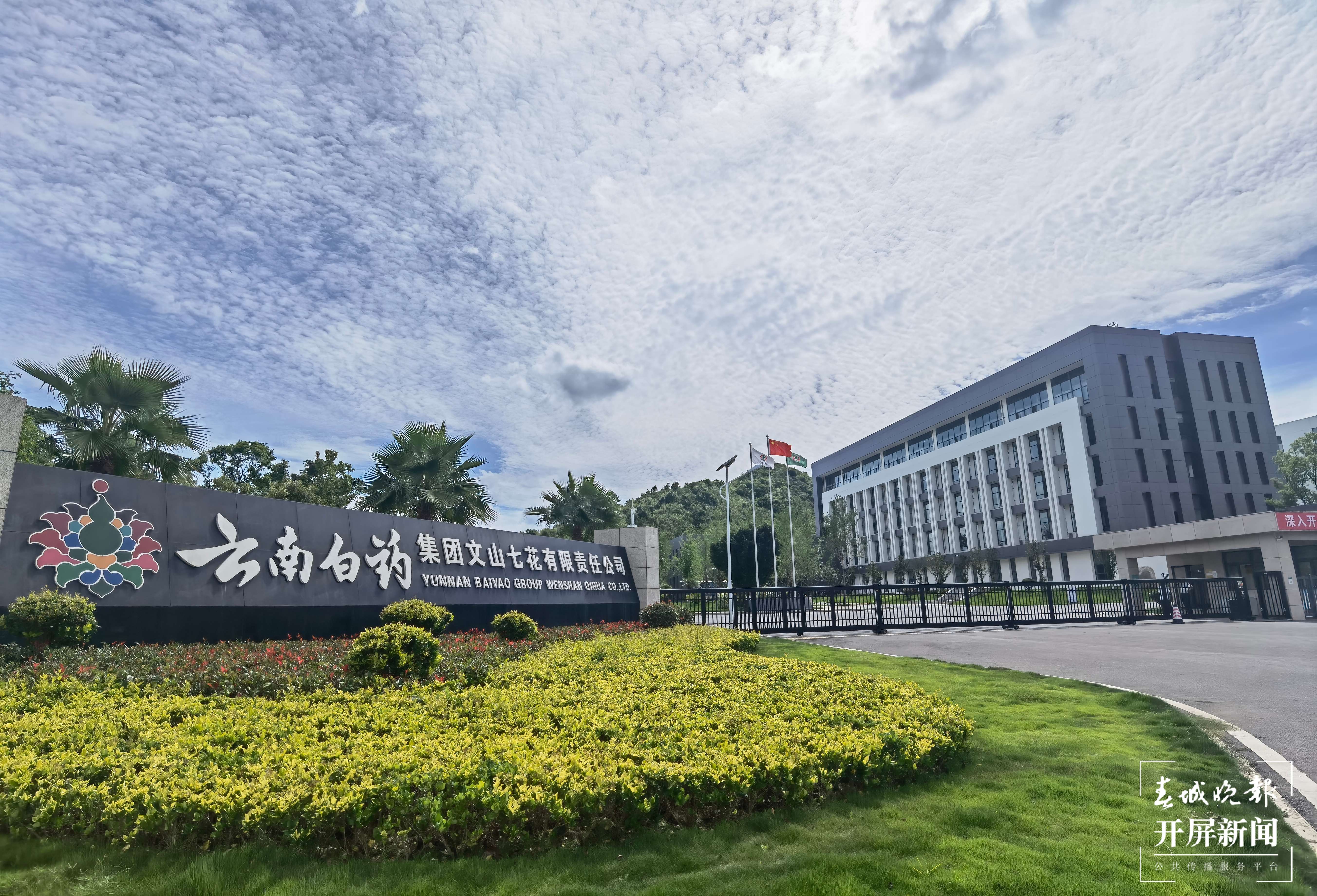 逐梦绿美 好在文山丨文山三七焕发新活力