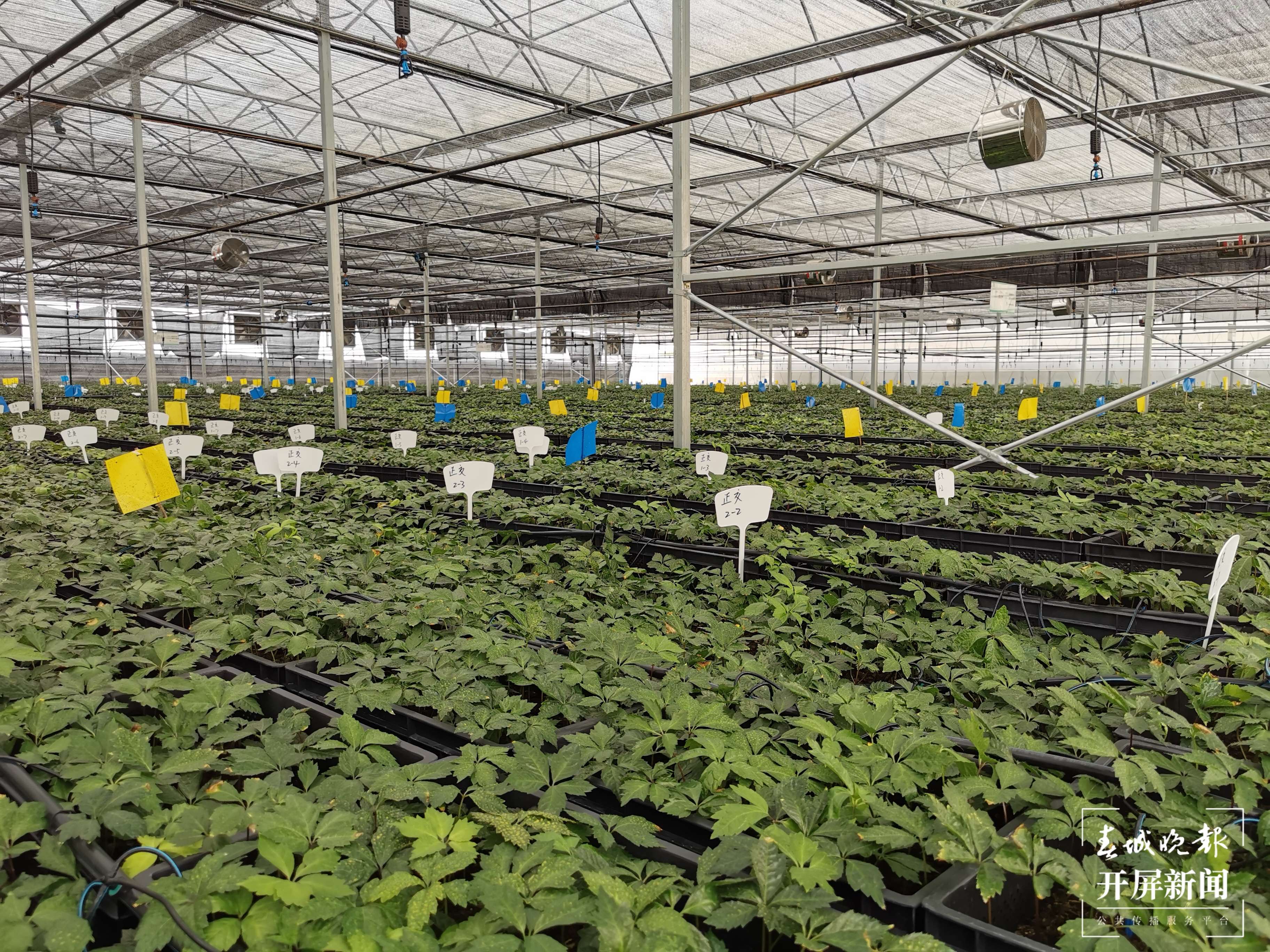 逐梦绿美 好在文山丨文山三七焕发新活力