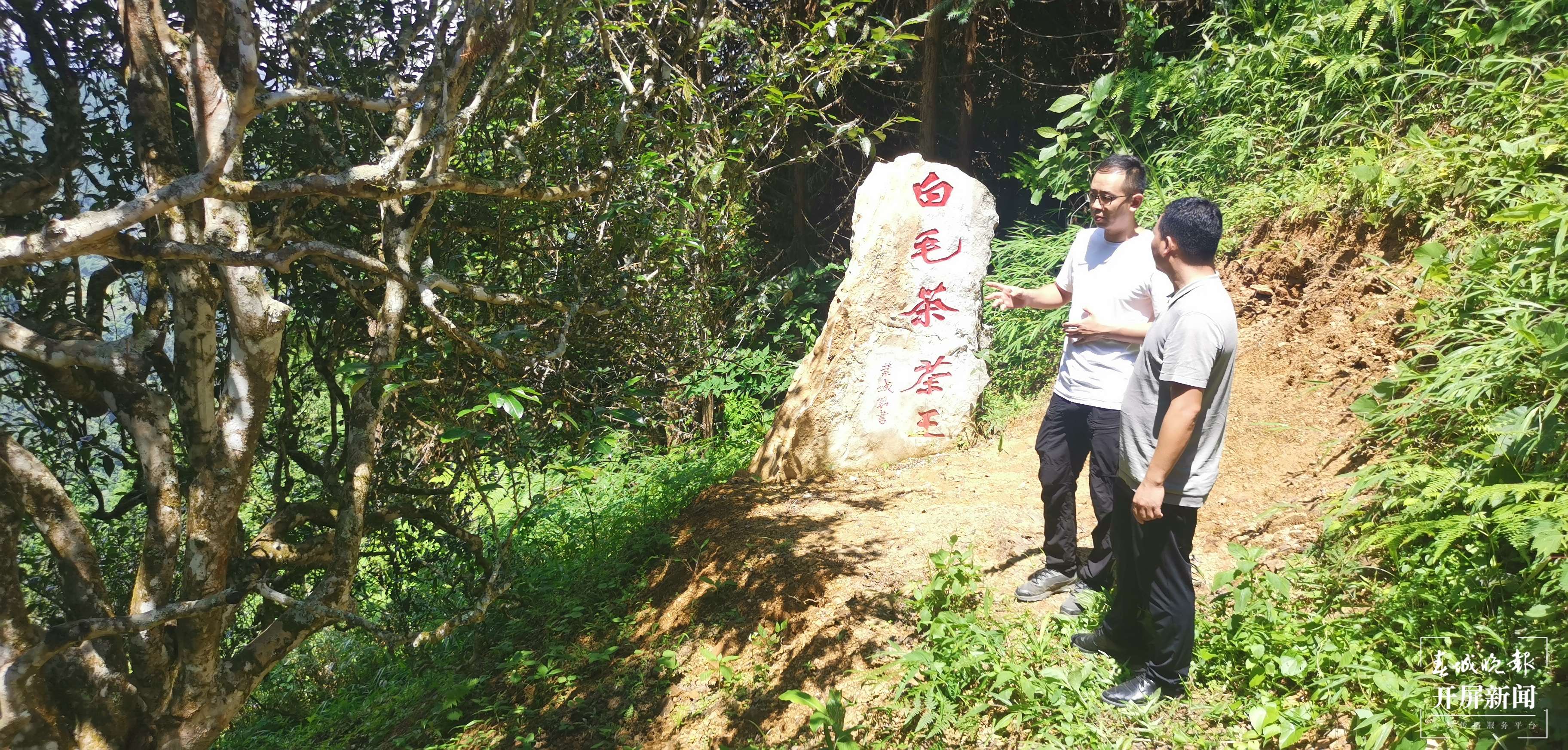 逐梦绿美 好在文山｜杜岑：让文山茶香飘世界