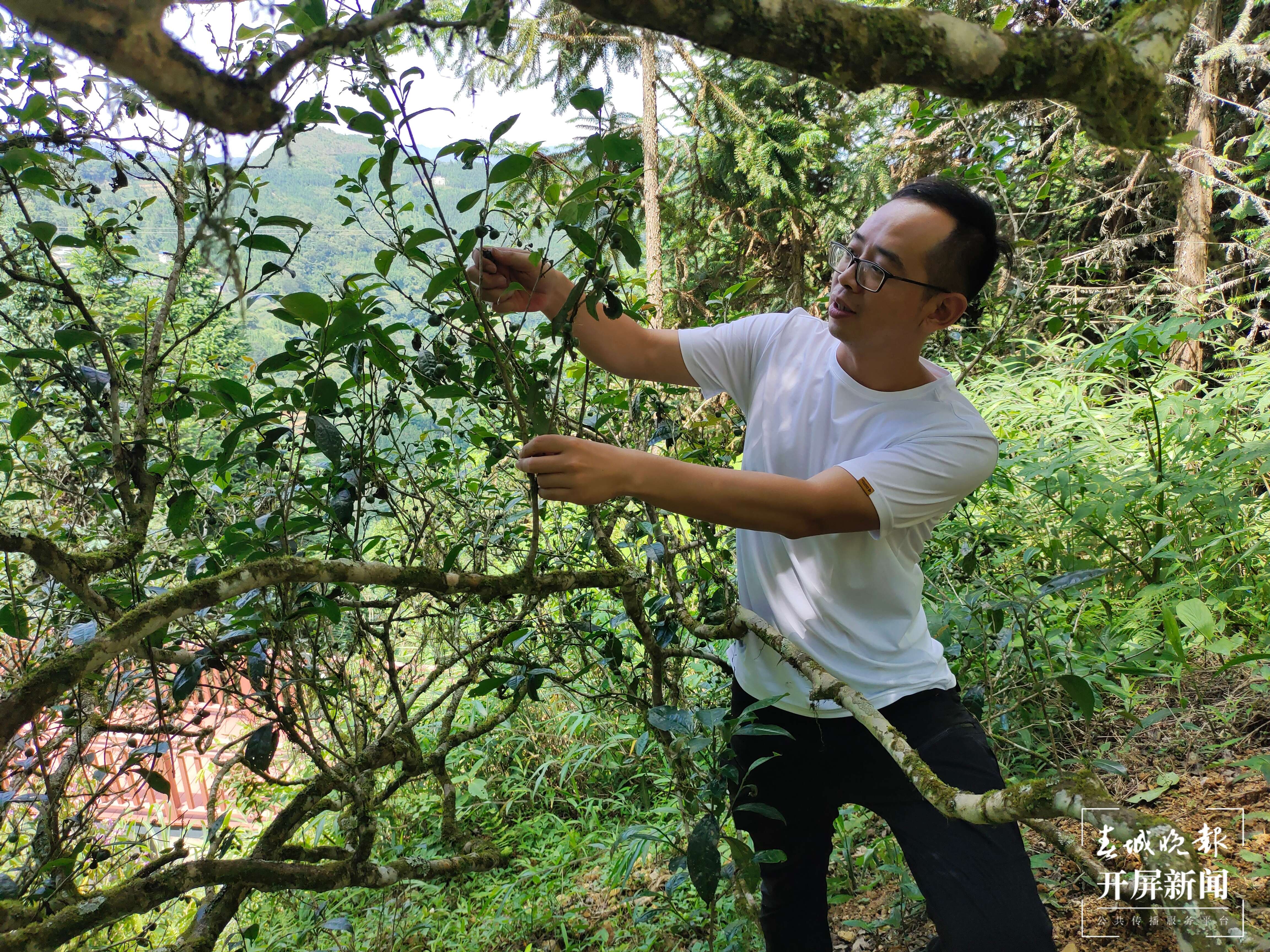 逐梦绿美 好在文山｜杜岑：让文山茶香飘世界