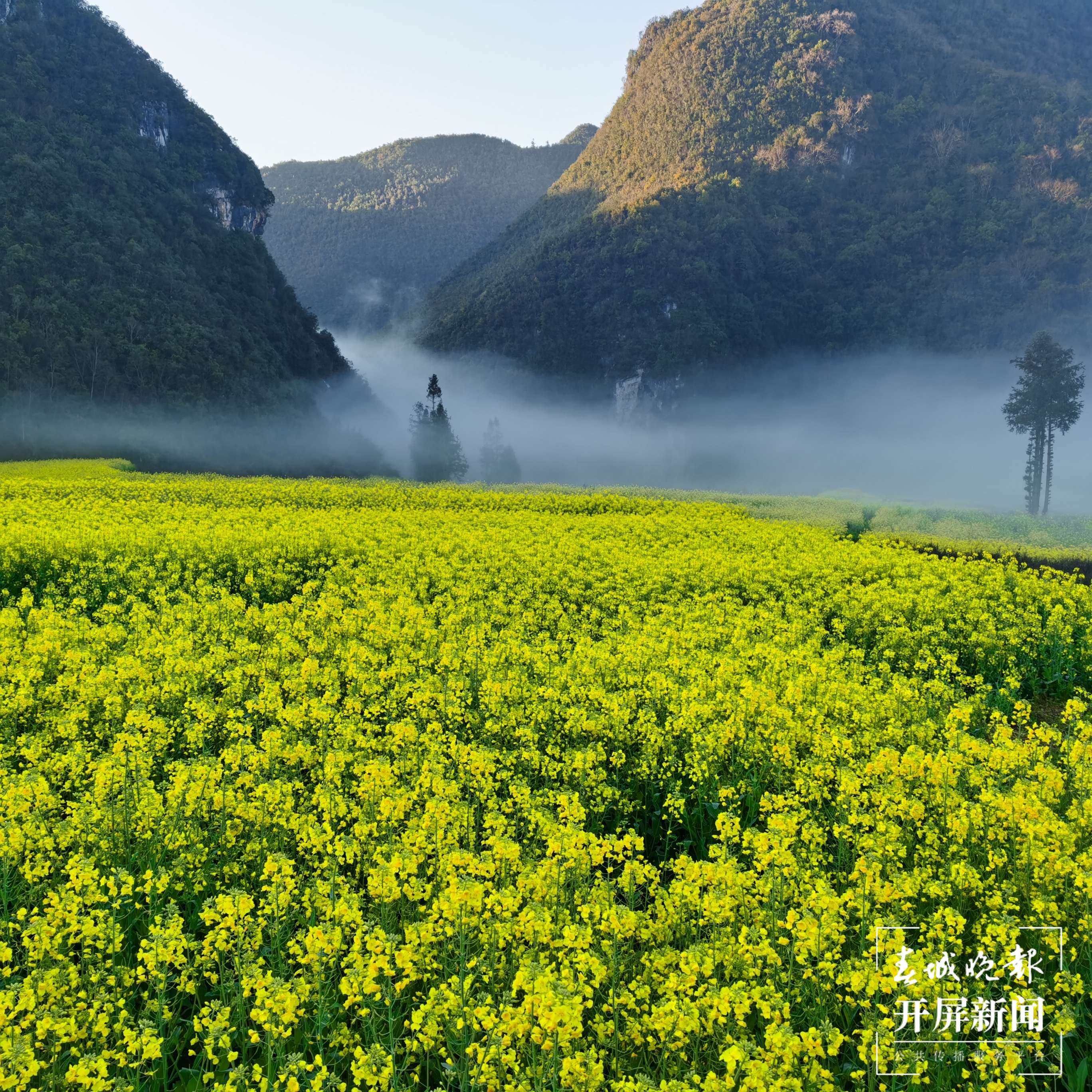 逐梦绿美 好在文山｜行走于“三七花最盛开的地方”——中国三七古镇平坝