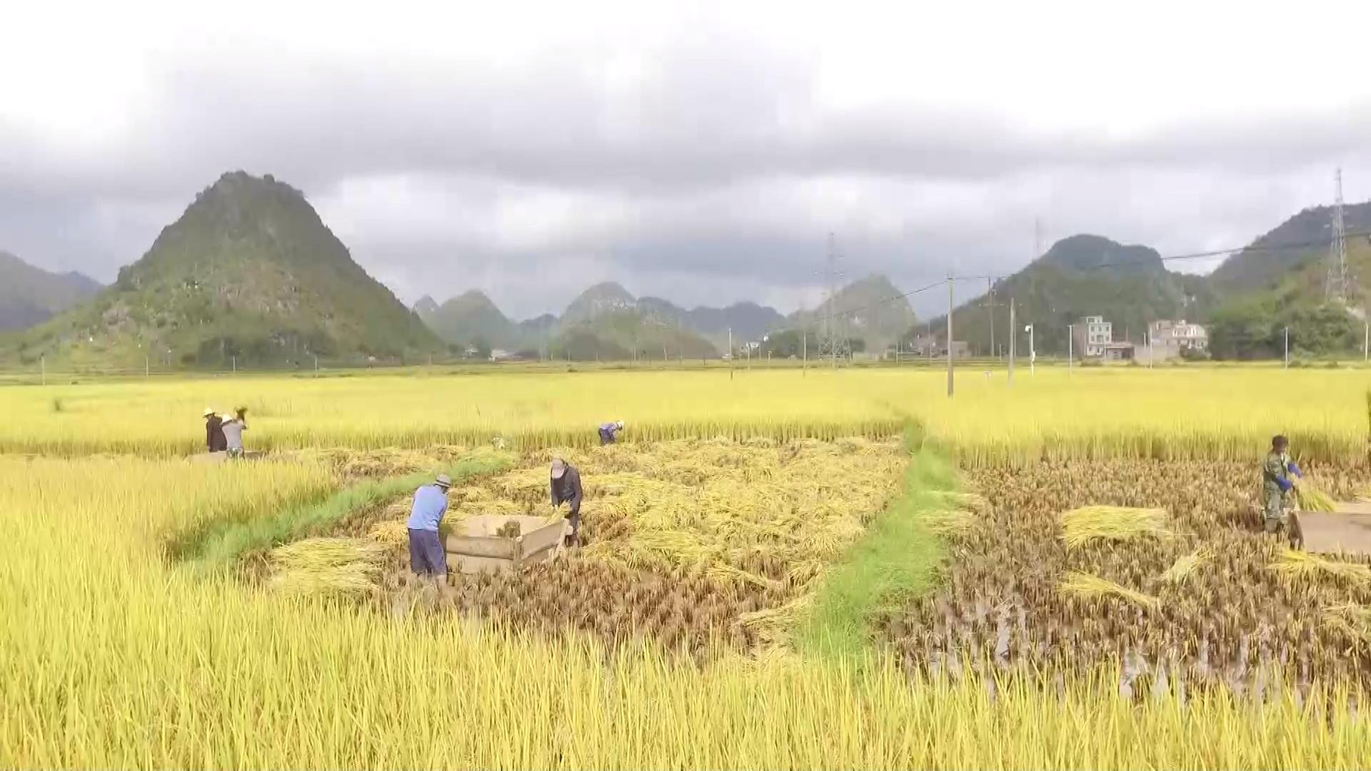 逐梦绿美 好在文山 | 如诗如画的绿色八宝