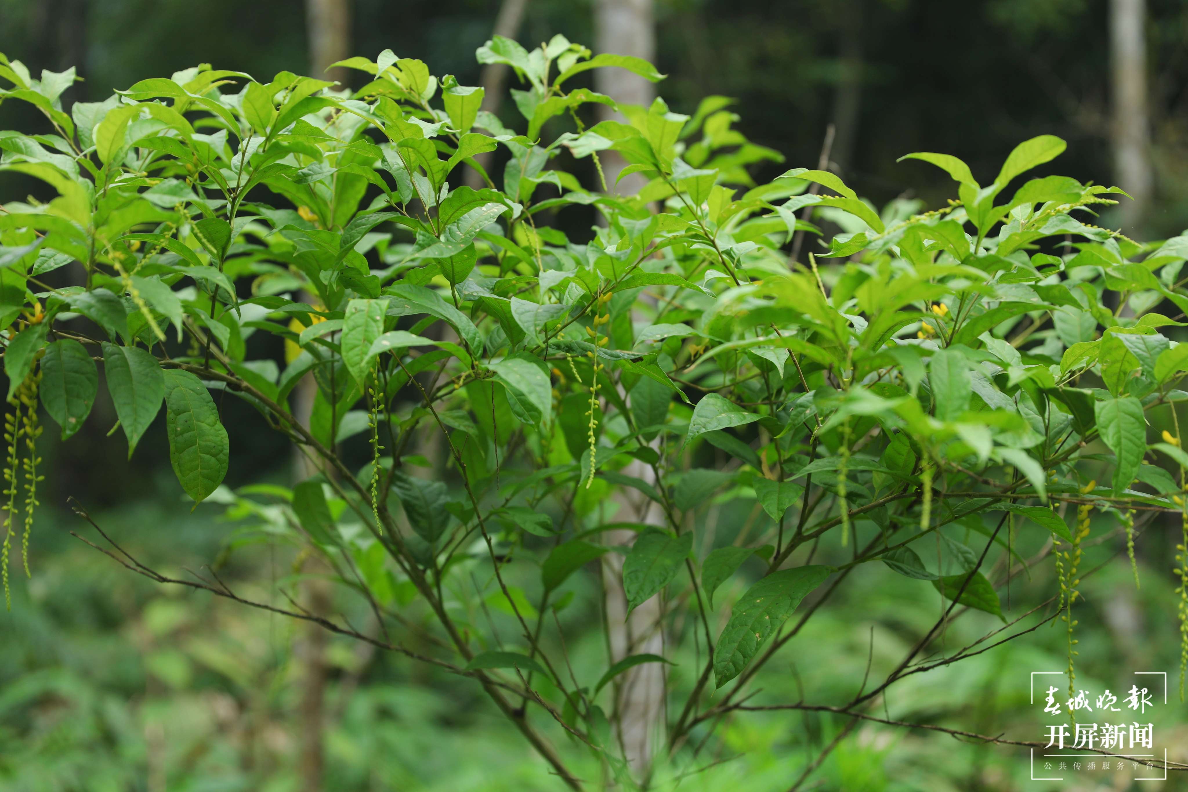 麻栗坡有个植物资源“宝库”2.jpg