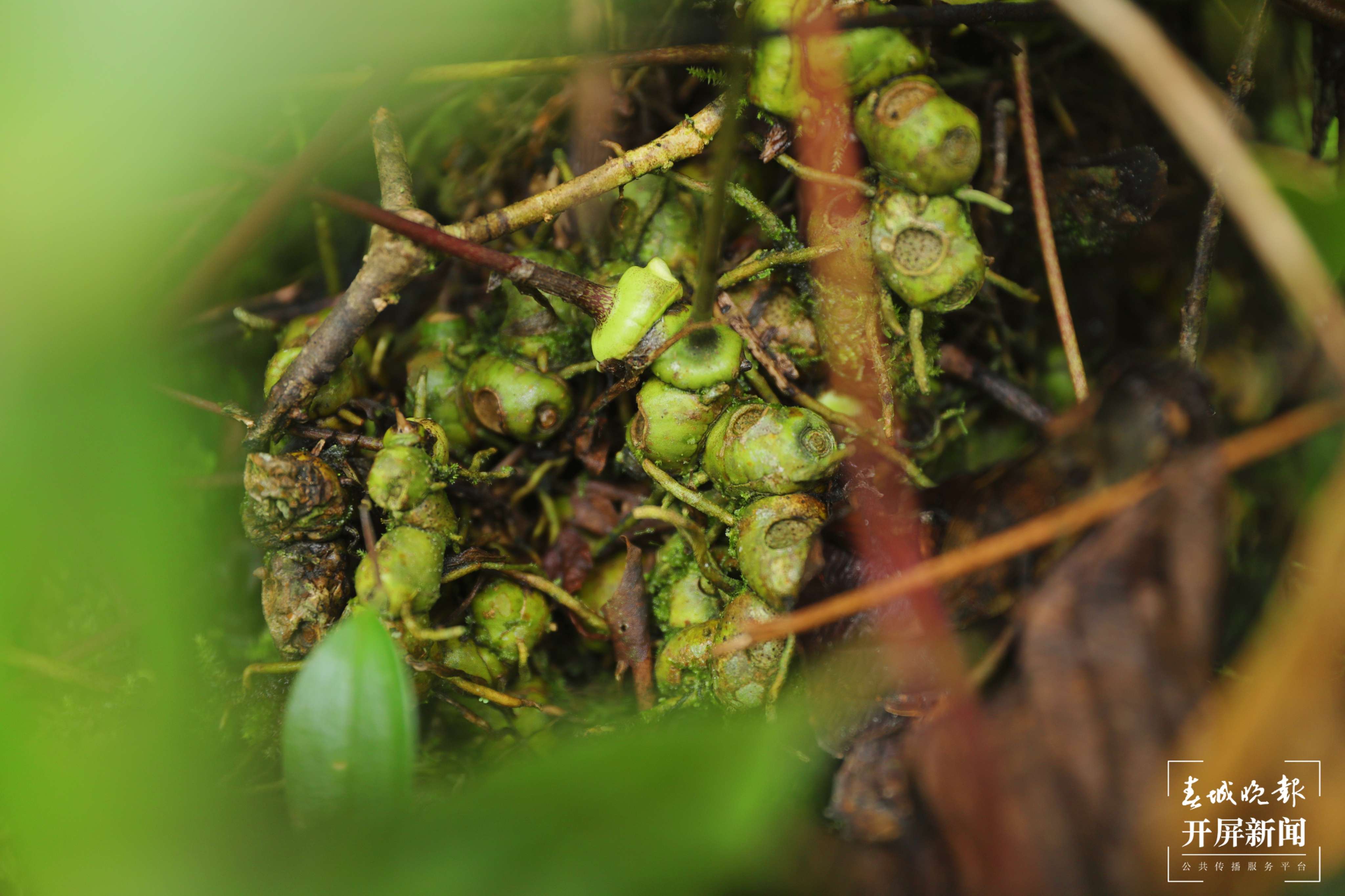 麻栗坡有个植物资源“宝库”4.jpg