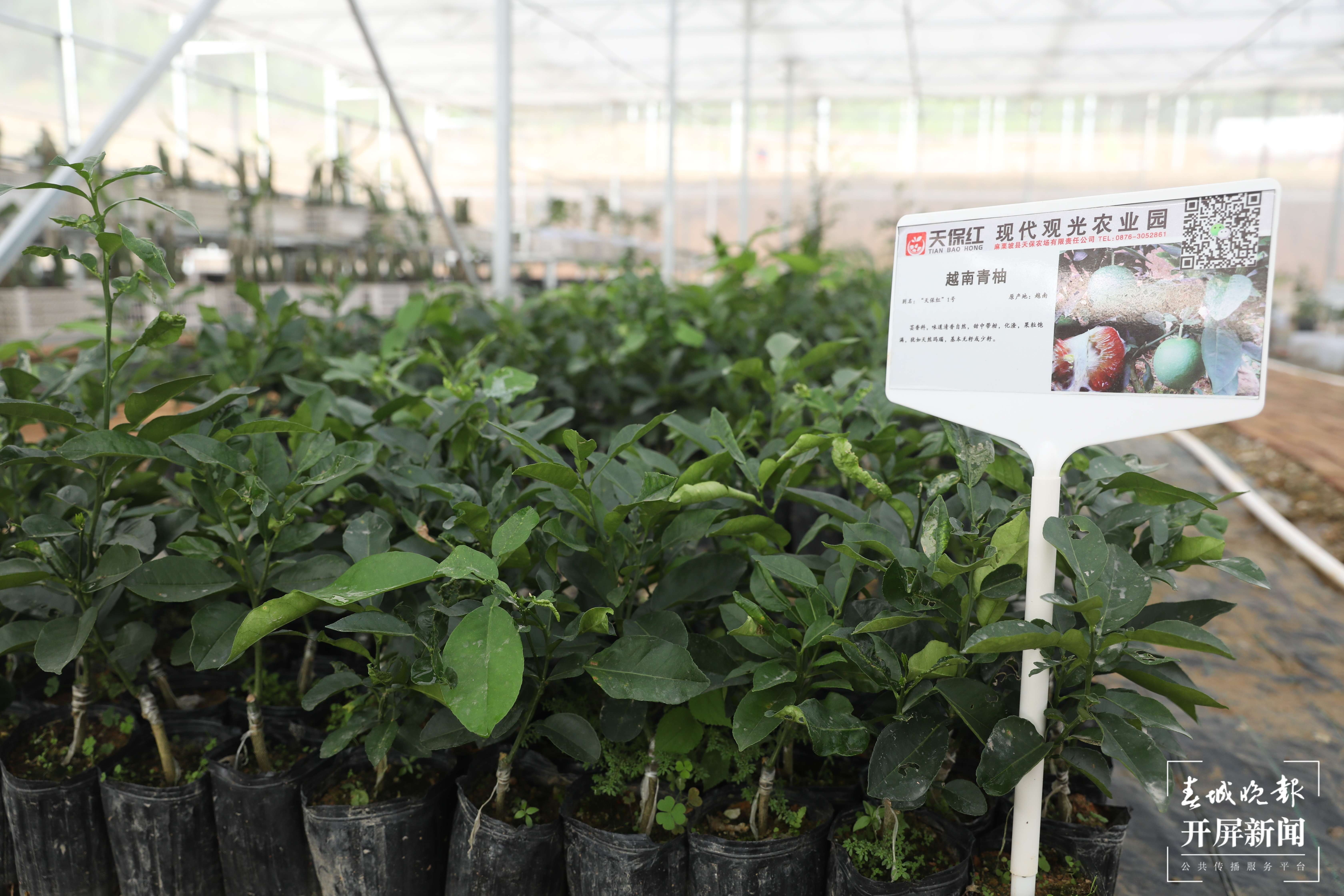 偏马村：这是家园 更是果园2.jpg