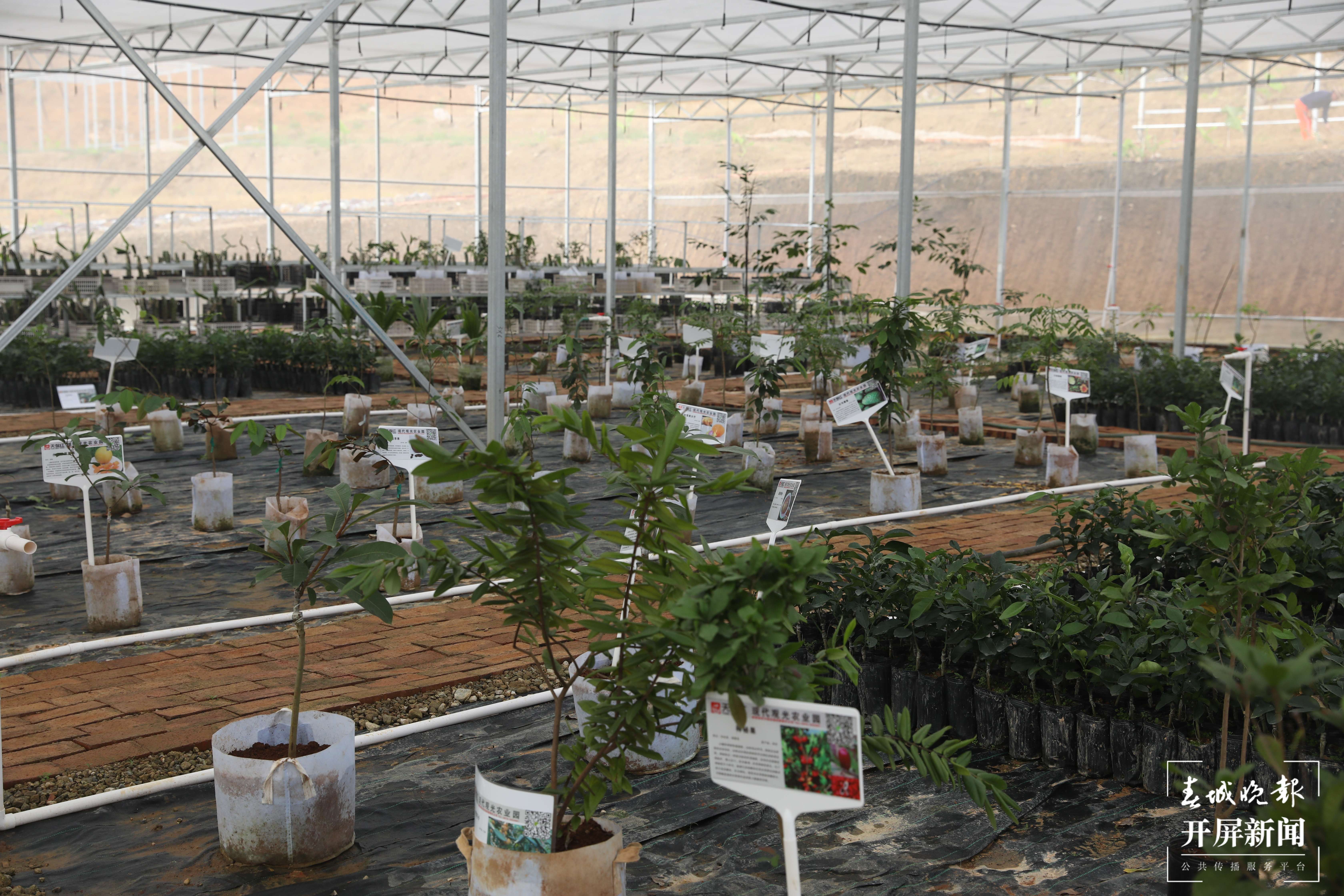 偏马村：这是家园 更是果园3.jpg