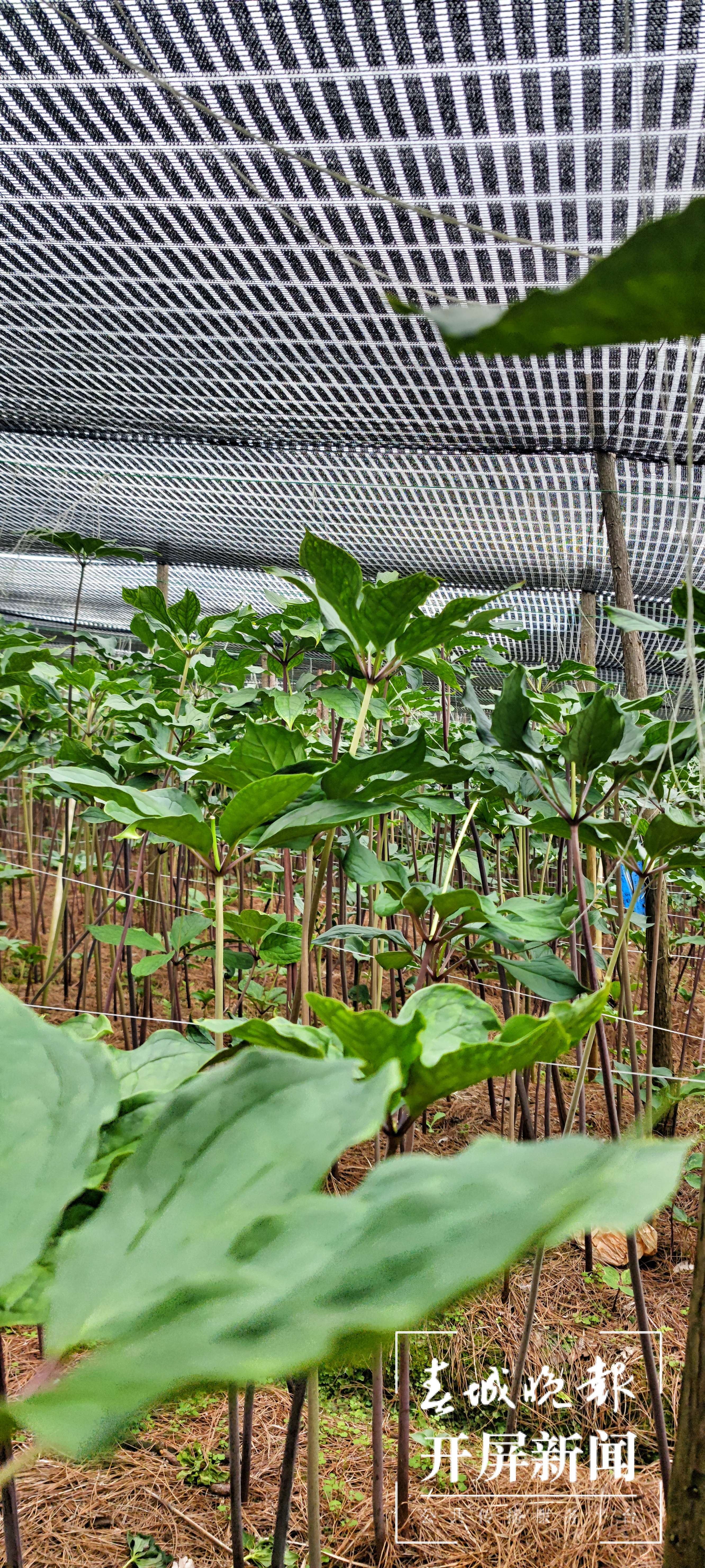 逐梦绿美 好在文山 | “七上重楼”轮种系统为平坝乡村振兴提供保障